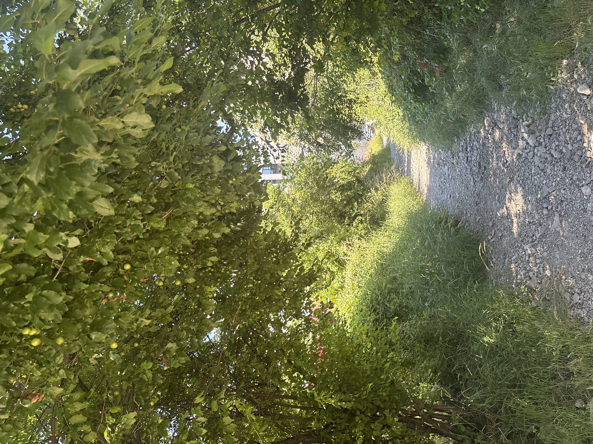 The image depicts a sun-dappled, unpaved pathway winding through lush vegetation. Overhanging branches of a tree, laden with small green fruits, create a canopy overhead. The path is composed of small stones and gravel, with tall green grass growing along its edges. In the background, a modern building with multiple stories is partially visible through the foliage. The scene suggests an outdoor, natural setting within an urban environment, possibly a park or a less developed area.
