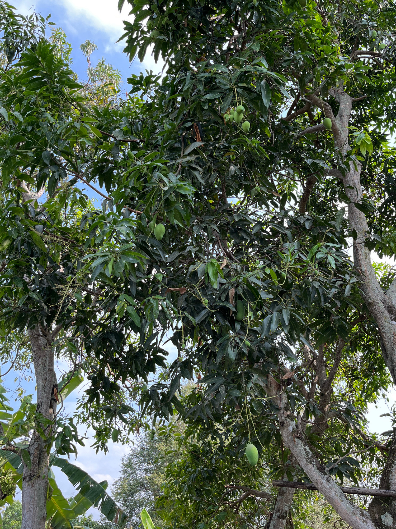 This image depicts a view looking upwards into the canopy of a mango tree with unripe green mangoes hanging from its branches. The tree is situated in a natural outdoor environment, possibly a garden or orchard, with other tropical foliage visible, including banana leaves in the lower left portion of the frame. The sky is partly cloudy, with patches of blue visible through the dense leaves. The scene is likely located in Wonokerto, Indonesia, given the tropical vegetation and clear sky. No people or animals are present in the image. The focus is on the fruit-bearing tree and its lush greenery against the backdrop of the sky.
