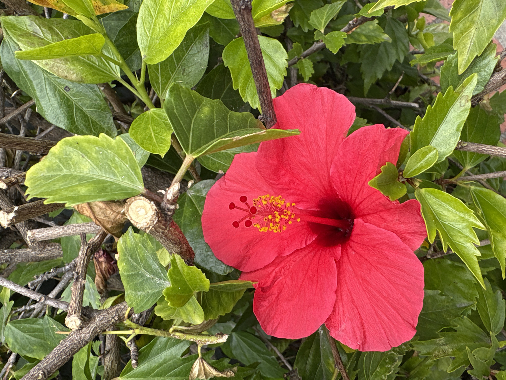 A vibrant red hibiscus flower is prominently featured, nestled among green foliage and brown branches. The flower has a dark center and a cluster of yellow stamens. The leaves are textured and vary in shade, and the branches appear to have been pruned recently. The image was taken outdoors in daylight. The location is Seal Beach, United States of America.