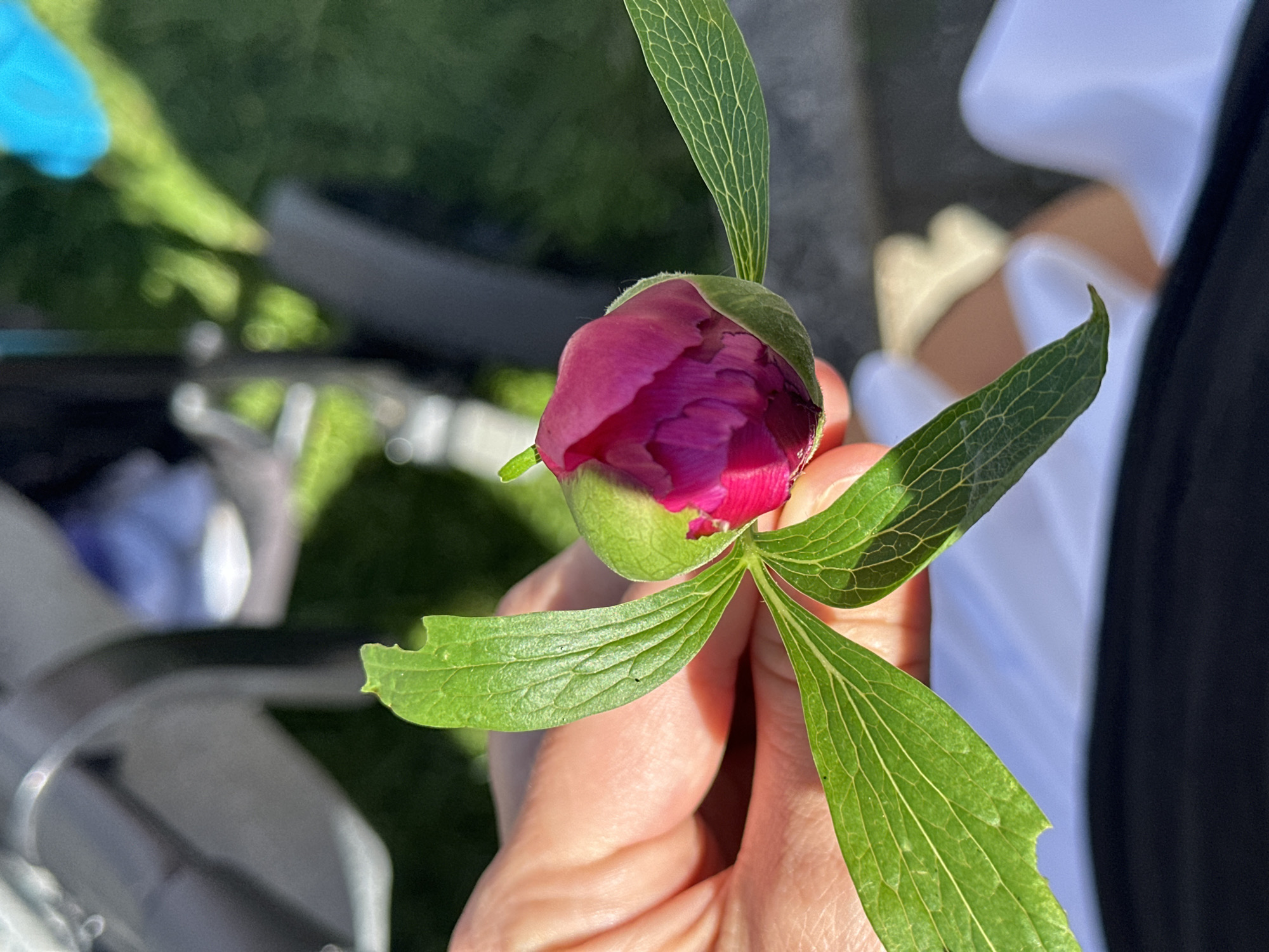 A hand holds a peony bud with visible pink petals emerging from a green calyx. The peony has several green leaves. The background includes a blurred outdoor setting with grass, foliage, a piece of outdoor furniture, and a person wearing white and black. The location is not discernible from the image.
