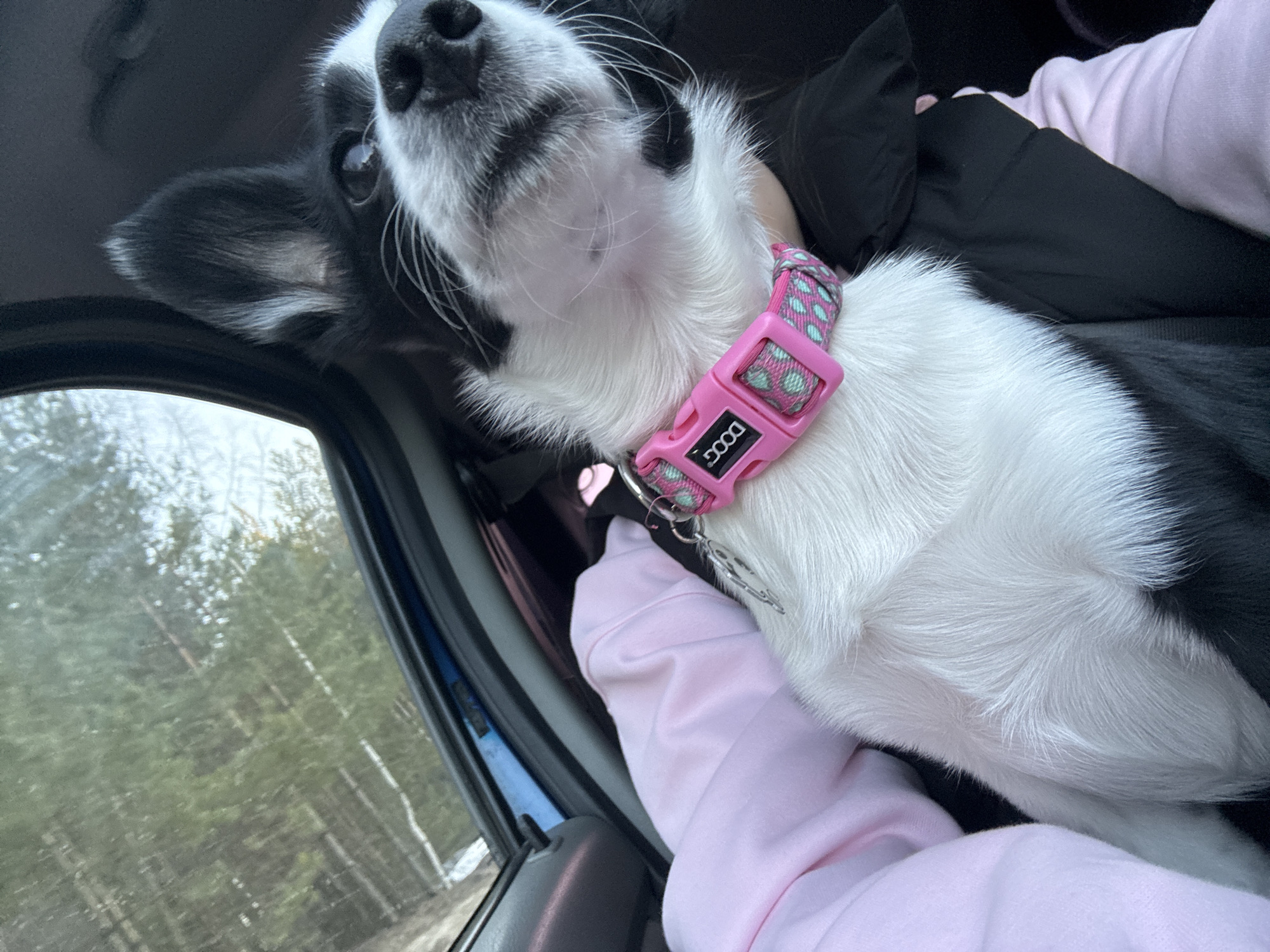 A close-up, rotated view from inside a vehicle shows a black and white dog with a pink collar and a silver tag being held by a person in a pink sweatshirt. Outside the vehicle window, a forest of tall, slender trees is visible. The location is presumed to be in the city of Chaikovsky, Russia.