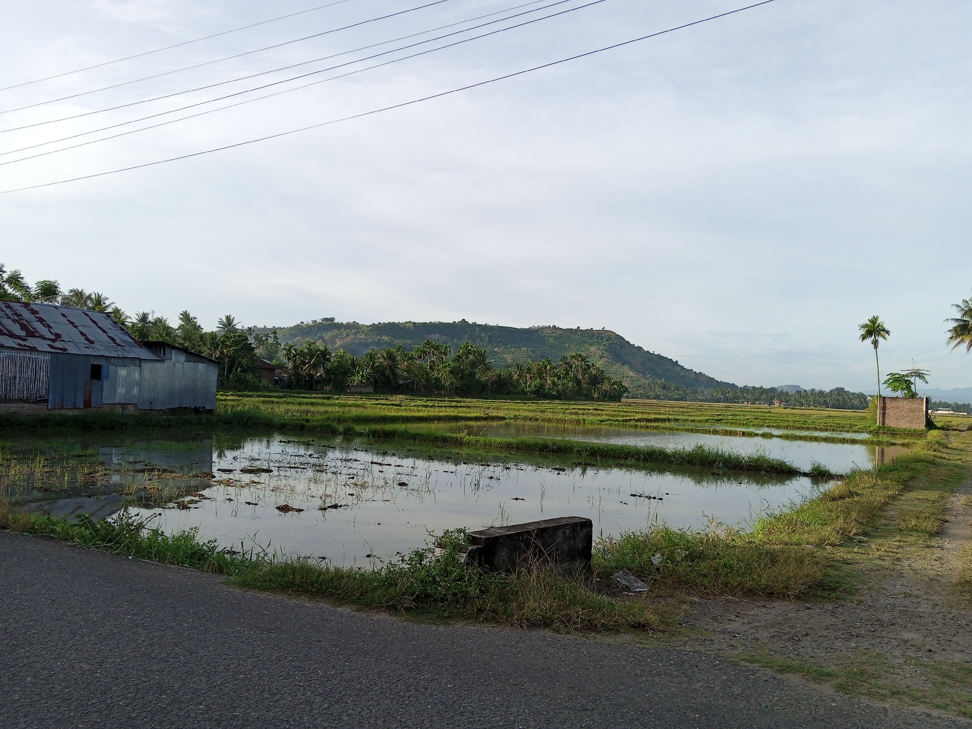 A vast, reflective paddy field dominates the foreground of this image, its surface mirroring the pale, cloud-streaked sky and the lush green vegetation that lines its edges. A corrugated metal building, likely a shed or small structure, stands to the left, its weathered facade hinting at its utility rather than aesthetics. The field is dotted with clumps of freshly planted rice seedlings, their slender stalks breaking the water's surface.
In the mid-ground, a low, rolling hill rises, covered in a dense tapestry of trees, predominantly palm trees, characteristic of the tropical landscape of Uruekanoe, Indonesia. The hill's summit is capped with a scattering of smaller trees and shrubs. Further to the right, a solitary, slender palm tree stands tall, its fronds rustling gently in the breeze, beside a small, brick structure.
The scene is bisected by a paved road on the left, its dark asphalt contrasting with the vibrant greens and blues of the natural environment. On the right, a dirt path meanders alongside the field, its surface a mix of gravel and dry grass. A low, concrete barrier, weathered and worn, sits at the edge of the field, an unassuming marker in this tranquil rural setting. The overall impression is one of serene, agricultural beauty, a snapshot of life in a verdant Indonesian landscape.