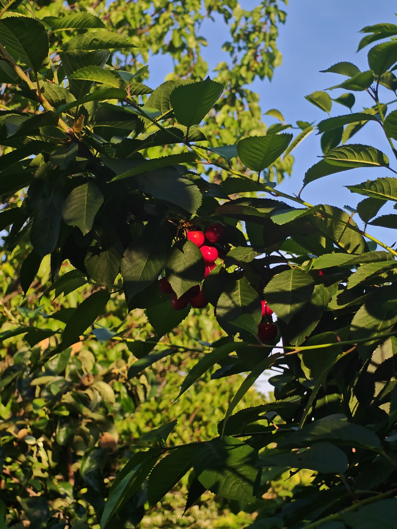 The image displays a close-up view of a cherry tree branch laden with ripe red cherries, set against a backdrop of green foliage and a clear blue sky.
The central focus is a cluster of approximately seven to ten bright red, spherical cherries, partially obscured and framed by numerous dark green leaves. The leaves exhibit distinct serrated edges and vary in shade from vibrant green, where sunlight directly strikes them, to deeper, shadowed green, creating a chiaroscuro effect. Sunlight filters through the canopy, casting sharp shadows of leaves onto other leaves and branches.
Several branches are visible, primarily in the foreground and mid-ground, supporting the leaves and fruit. In the upper right quadrant, a section of clear, light blue sky is visible, indicating an outdoor setting during daylight hours. The background consists of densely packed, out-of-focus green foliage from other trees or shrubs, suggesting an orchard, garden, or natural environment. Among the blurred background foliage, several small, roundish, light brown objects are discernible, possibly other fruits or undeveloped plant structures. No human subjects are present.
The scene is captured in Ivaylovgrad, Bulgaria.