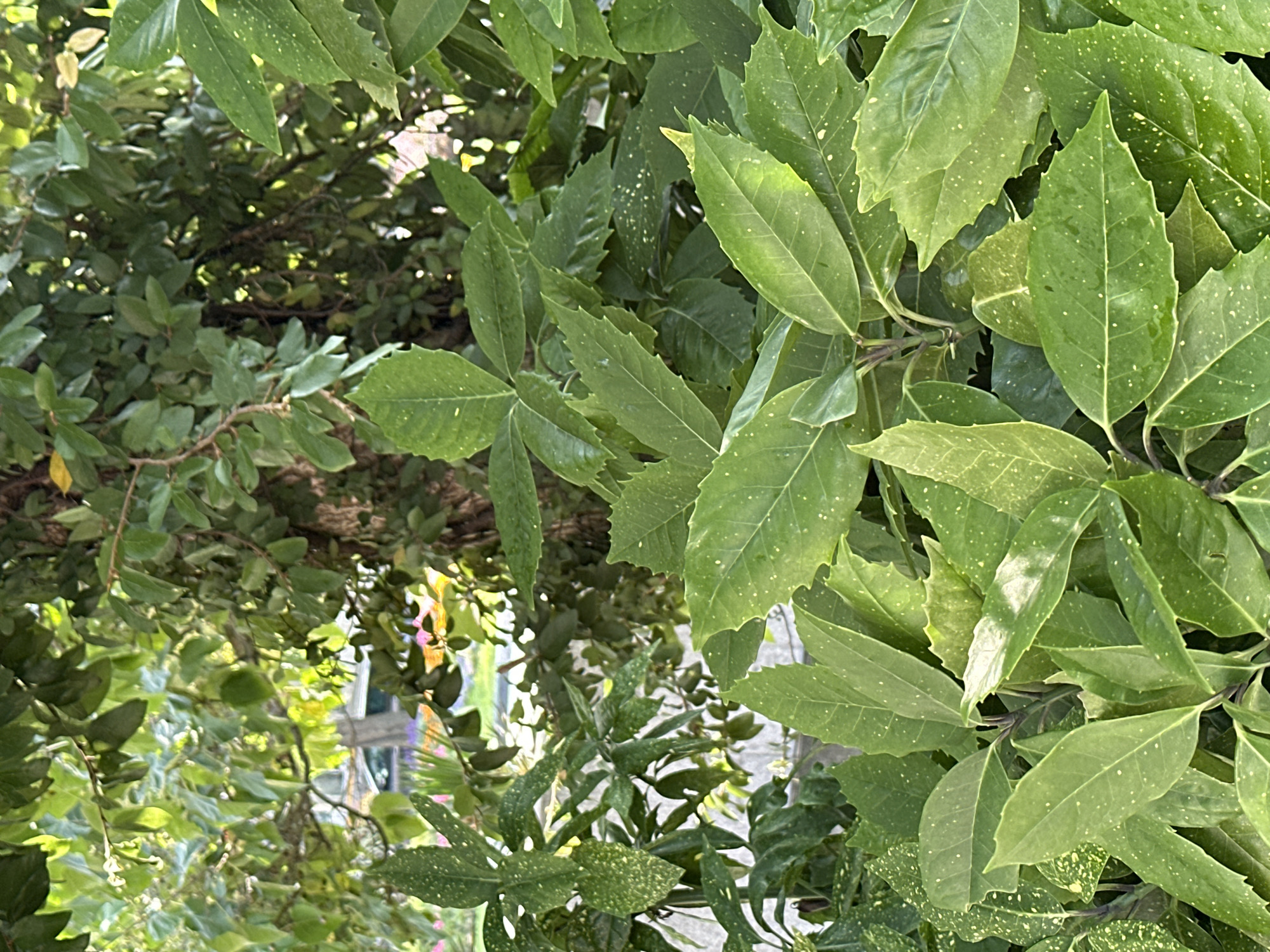 This is a close-up, eye-level outdoor shot of lush green foliage. The leaves are varied in shape and size, with some appearing serrated along the edges. Many of the leaves are speckled with small, white dots. Sunlight filters through the leaves, creating highlights and shadows. In the background, out of focus, glimpses of a street with a vehicle and some colorful flowers can be seen, suggesting an urban environment. The overall impression is one of abundant plant life, possibly in a garden or park setting. The image does not contain any people or discernible actions. The location is not specified in the image, and therefore, its relation to Sochi, Russia, cannot be determined from the visual information provided.