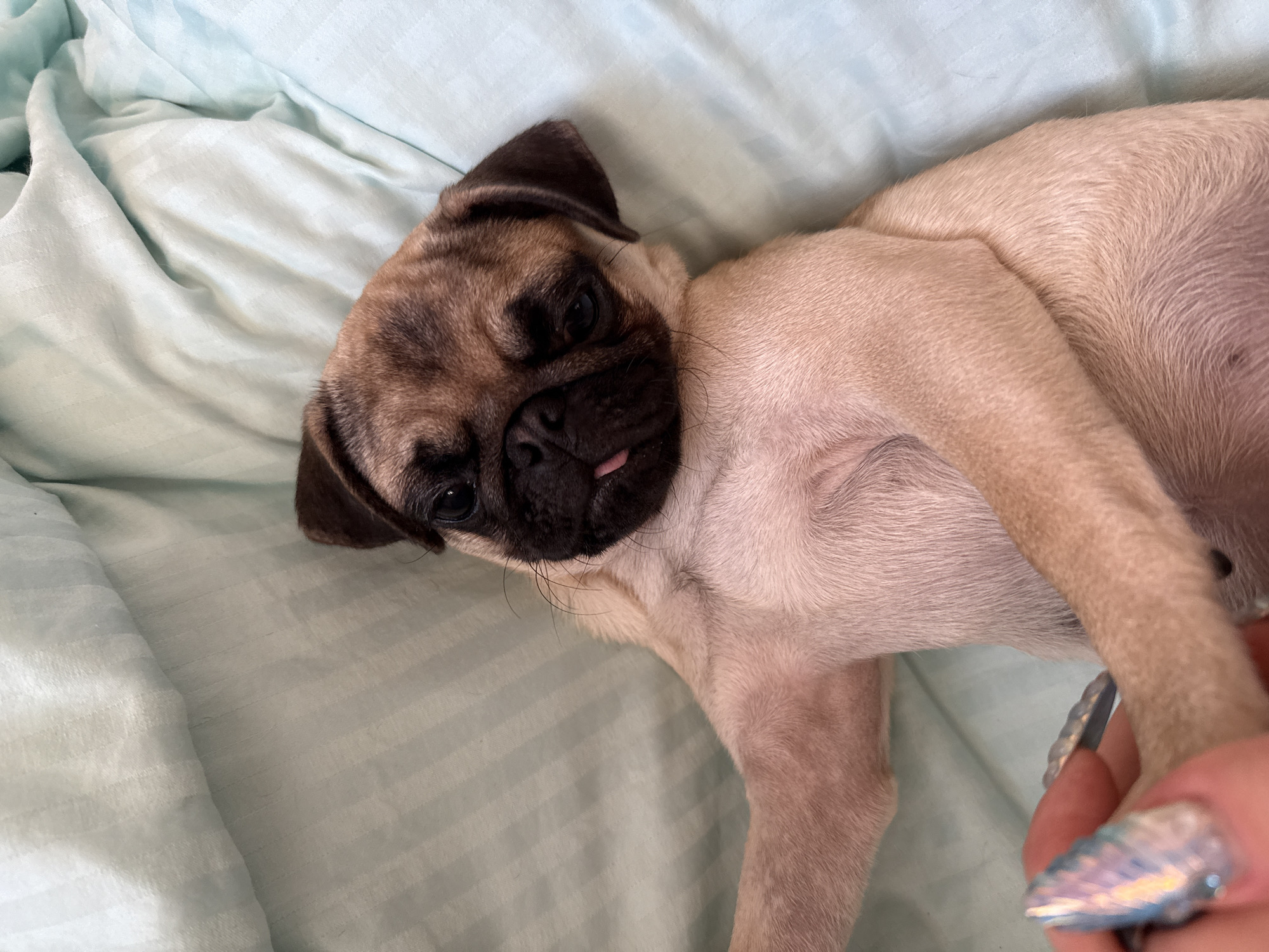 A pug puppy with light brown fur and dark facial markings lies on a light blue, striped blanket. The puppy is facing the viewer, with its head tilted and its tongue slightly sticking out. One of its front paws is extended towards the lower left corner of the image, where a human hand with iridescent nail polish is visible, gently touching the puppy's paw. The puppy's body is mostly obscured by its own limbs and the blanket.