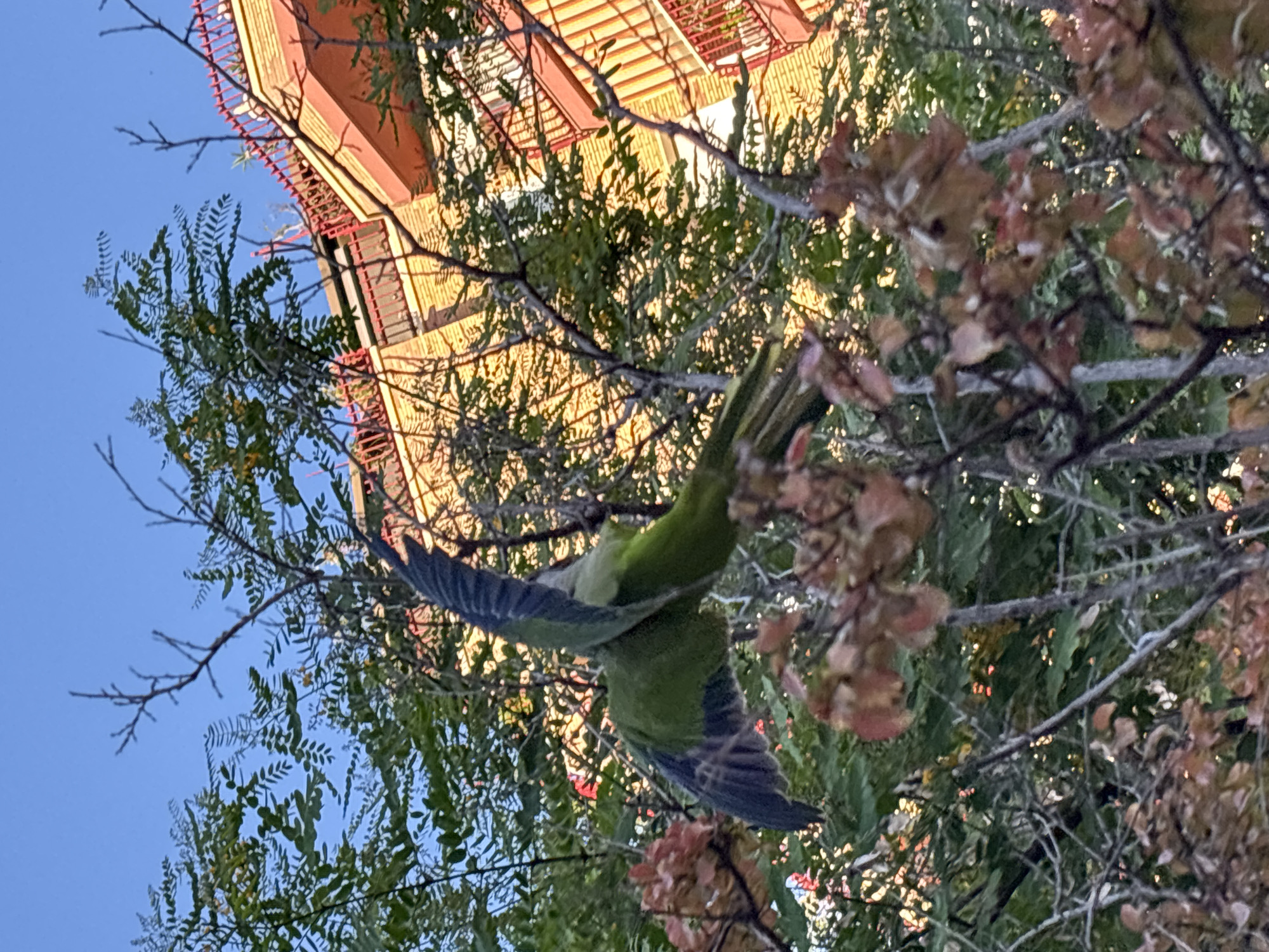 An image, appearing to be rotated, depicts a vibrant green parrot in mid-flight, wings fully extended, navigating through tree branches. The parrot, likely a Monk Parakeet common in Barcelona, shows lighter green plumage on its underside and darker, almost bluish-gray flight feathers. Its body is angled downwards, suggesting a descent or maneuver between the foliage.
The parrot is surrounded by a dense canopy of trees. There are abundant green leaves, many appearing small and fern-like, alongside clusters of brownish-red leaves, possibly indicating autumnal tones or dried foliage. Numerous bare branches crisscross the frame.
In the background, a building with a light-colored, possibly beige or yellowish, facade is visible. It features distinct red railings, likely belonging to balconies or a roof terrace. The building's architecture suggests an urban setting. Above and to the left of the bird, a clear, bright blue sky is visible through gaps in the leaves, indicating clear weather.
The lighting suggests late afternoon or early morning, with warm, golden sunlight illuminating the building and parts of the tree, creating contrasts between light and shadow. The scene captures a dynamic moment of urban wildlife against a backdrop consistent with an urban environment in Barcelona, Spain. There is no visible text in the image.