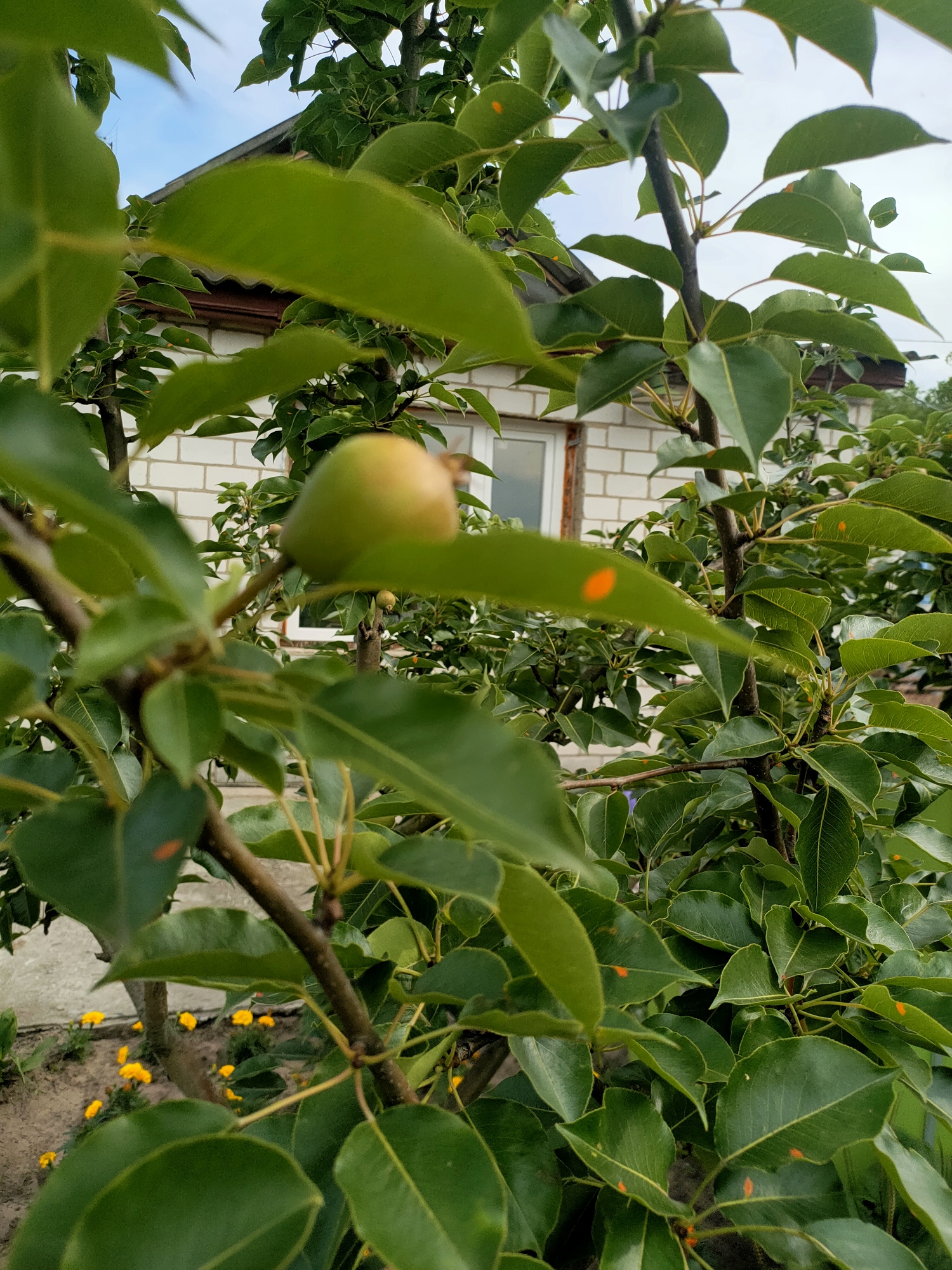 Memory
