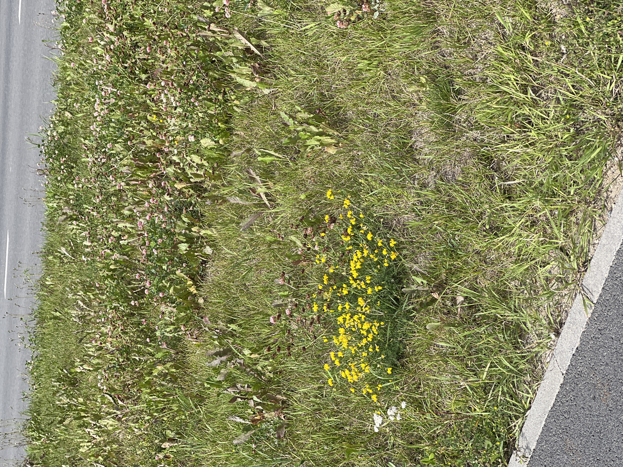 This is a medium-angle, eye-level outdoor shot of a patch of green grass and wild flowers growing along a paved road in the city of Unknown, Unknown. The grass is a mix of green and dried blades, with some areas appearing sparse. Scattered throughout the grass are various wildflowers, including clusters of bright yellow flowers and smaller pink and white blossoms. The paved road is visible in the lower left portion of the frame, with a concrete curb separating it from the grassy area. In the background, more vegetation and a portion of the road are visible, extending to the horizon. The lighting suggests it is daytime, with sunlight casting shadows on the grass. No people or animals are present in the image.