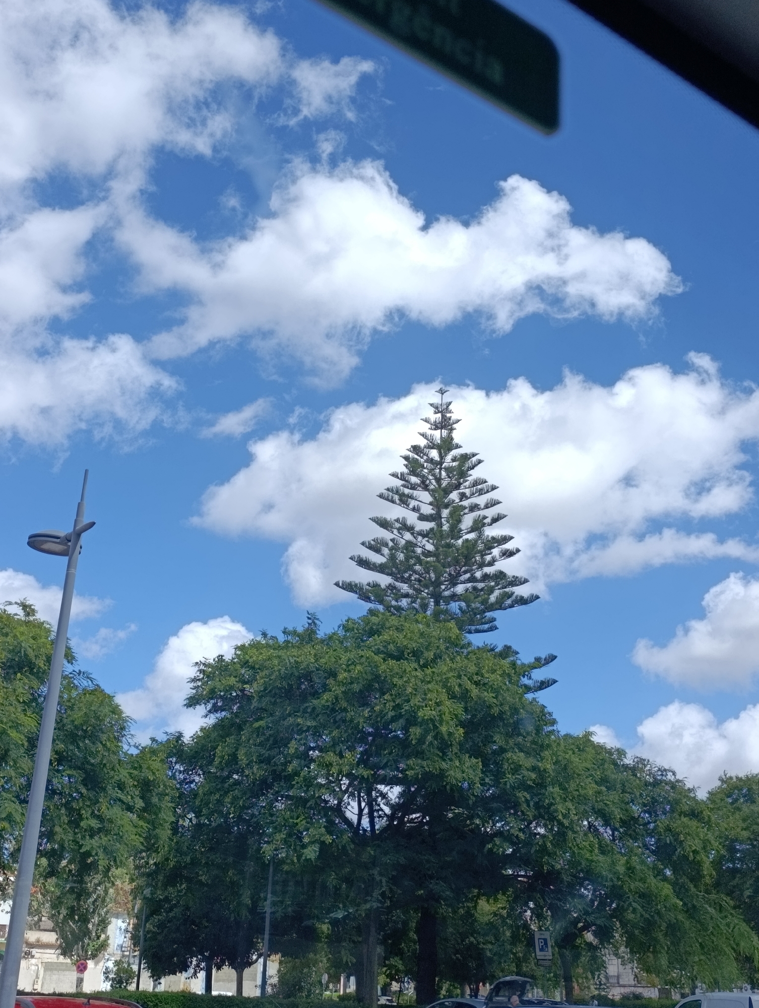 The image captures a bright, daytime scene dominated by a vibrant blue sky dotted with fluffy white clouds. In the foreground, a tall, gray streetlamp stands to the left. Dominating the midground is a dense canopy of lush green trees. Rising above these trees, on the right side of the frame, is a distinctive Norfolk Island pine tree with its characteristic triangular shape and layered branches. The background shows hints of urban architecture, including buildings and what appears to be a street or parking area with vehicles, suggesting a location within the city of Setúbal, Portugal. A dark, angled element at the top edge of the image may be part of a vehicle's interior, implying the photo was taken from inside a car. A green sign with white lettering is partially visible at the very top, but the text is not clearly legible.
