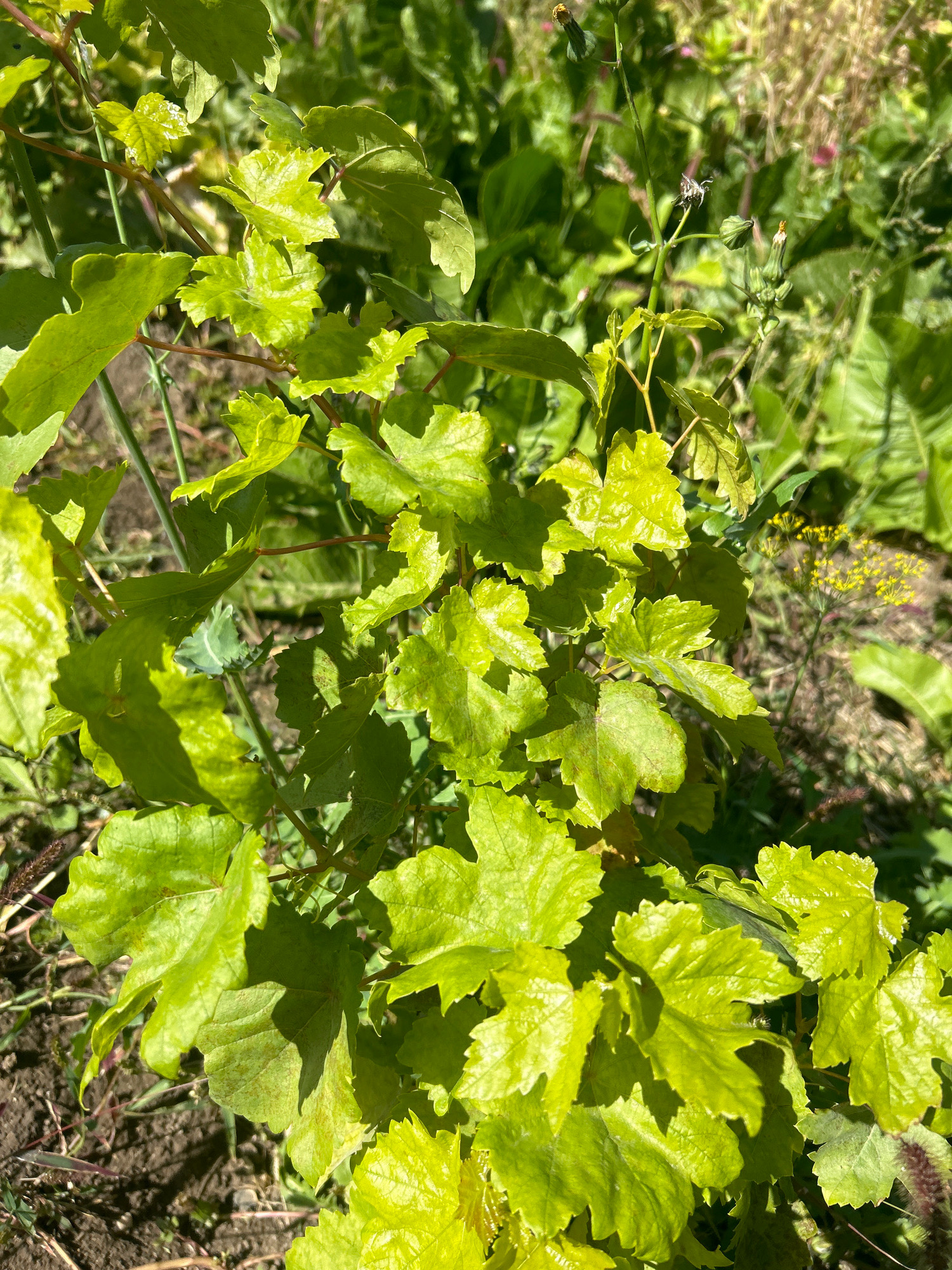 A close-up, eye-level shot captures the vibrant green leaves of a vine plant bathed in bright sunlight. The leaves, with their characteristic lobed shape and serrated edges, display a glossy sheen, suggesting recent hydration or dew. The plant's thin, reddish-brown stems weave through the foliage. In the background, a blurred tapestry of green foliage and dry grasses unfolds, hinting at an outdoor setting in a natural or semi-natural environment. Small, indistinct yellow flowers add a touch of color to the background. The ground beneath the vine is visible, appearing as dark soil interspersed with thin blades of grass and some dried plant matter. The overall impression is one of lush, natural growth under a clear sky. This scene is located in Қандыағаш қаласы әкімдігі, Kazakhstan.