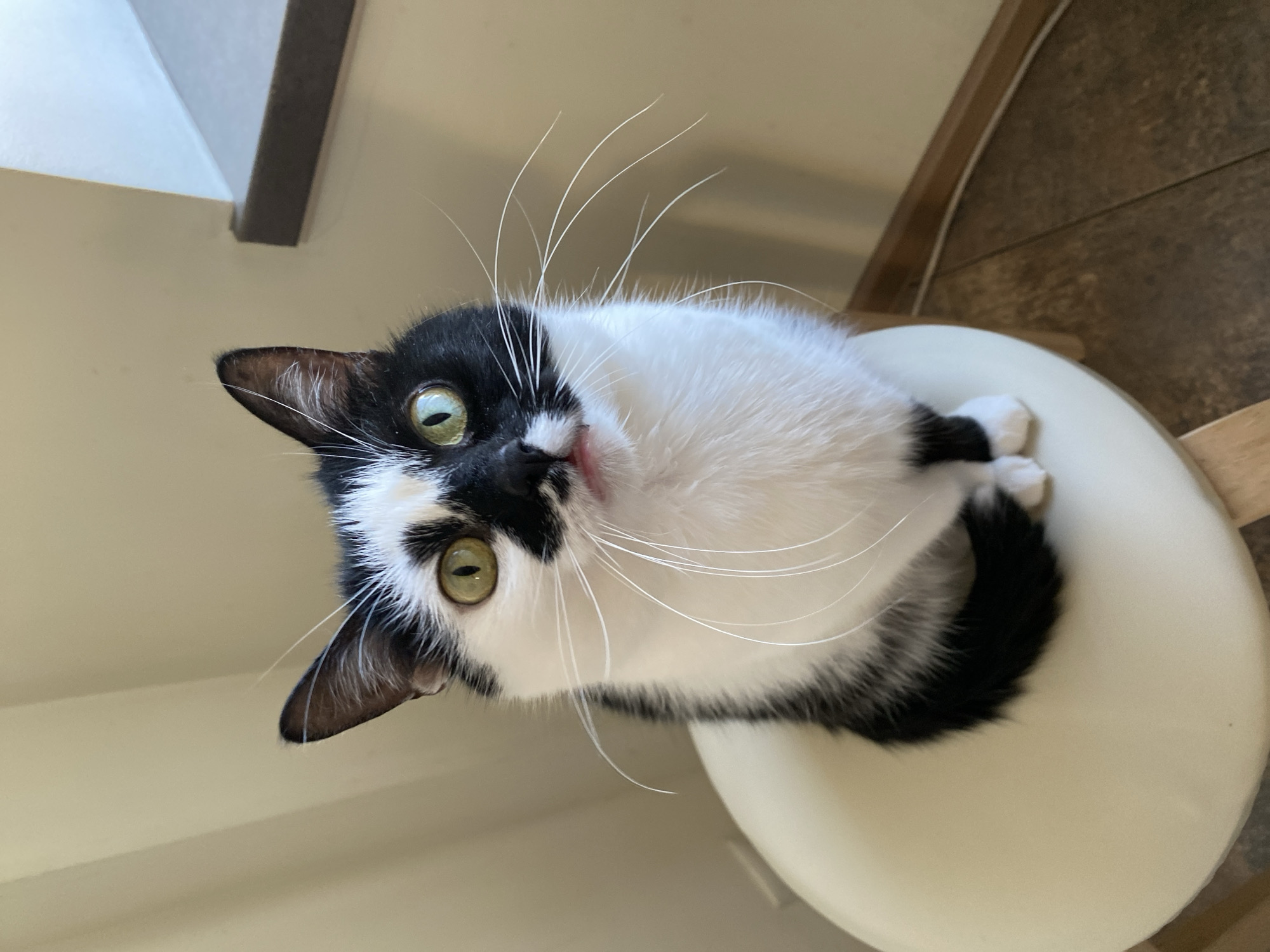 A black and white cat sits on a white stool, looking up at the camera. The cat has green eyes and a pink tongue sticking out slightly. Its fur is predominantly white with black patches on its head, back, and tail. The background is a neutral-colored wall and floor. There is no indication of the cat's location in Moscow, Russia.