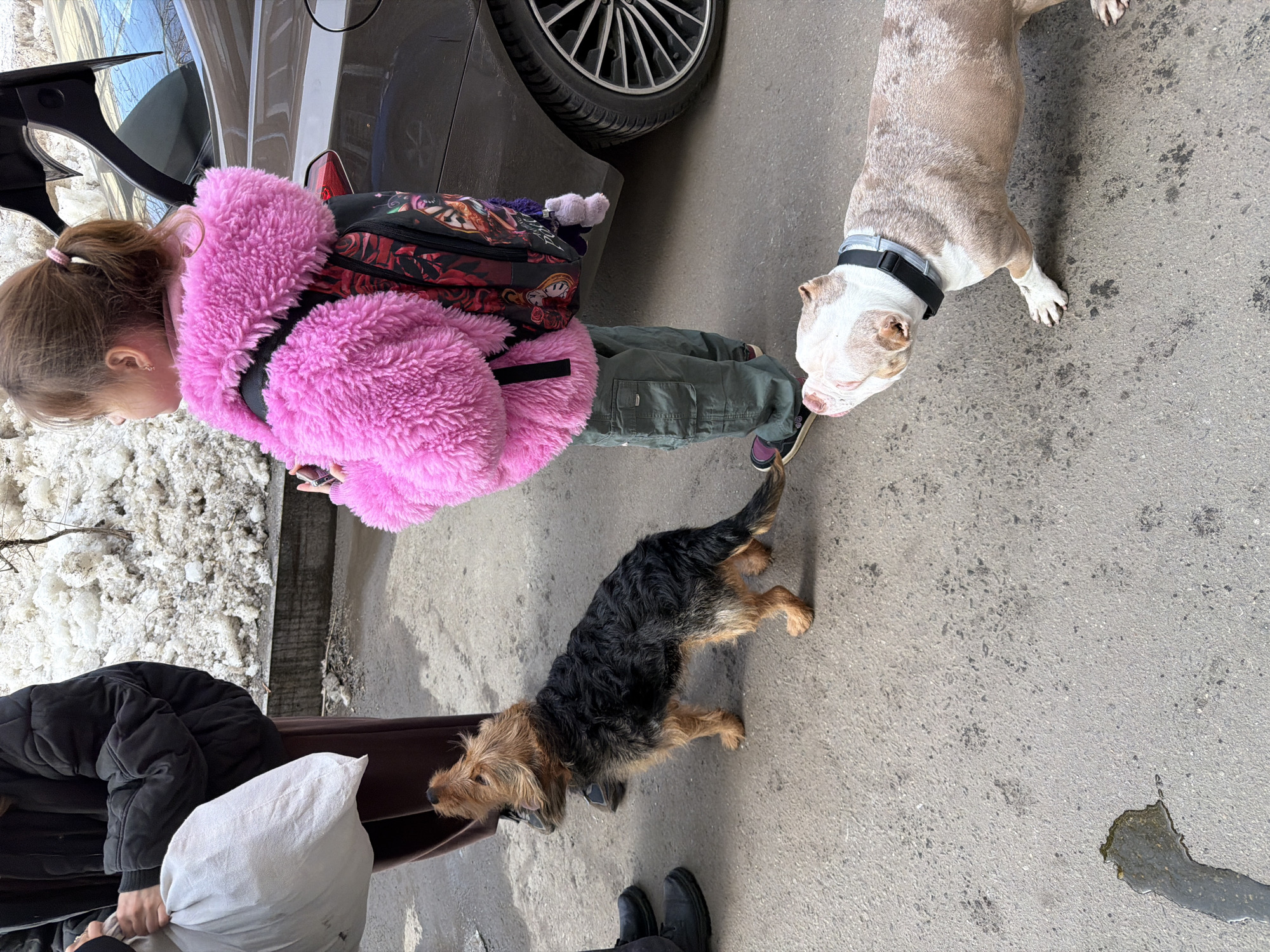 An urban street scene in Moscow, Russia, depicts two individuals and two dogs on a paved surface, adjacent to a dark-colored car and a melting snowbank.
**Individuals:**
1. A child, likely female, stands in the right-center, viewed from behind and slightly right. She wears a bright pink, shaggy faux-fur hooded jacket, dark green cargo pants, and dark sneakers. A multicolored backpack with character illustrations (possibly Alice in Wonderland themed) is on her back. Her light brown hair is tied in a ponytail, and she holds a pink-cased mobile phone in her left hand, partially visible. She looks towards the right, out of frame.
2. An adult, partially visible on the far left, from the waist down and left arm. They wear a black quilted jacket, dark brown pants, and black shoes. Their left hand holds a large, full, light-colored cloth bag.
**Animals:**
1. A small, medium-haired terrier-type dog, with a black body and tan head/legs, stands facing left in the lower-center. It looks upwards towards the adult's legs. Its tail is slightly curled.
2. A larger, muscular bulldog-type dog (possibly an American Bully) with mottled white and light brown fur stands in the lower right foreground. It wears a black and light grey collar and is looking upwards and slightly left, possibly towards the child or the terrier.
**Objects and Environment:**
* A dark-colored car, possibly a sedan or hatchback, is parked along the right side of the frame. Its trunk lid is open, revealing a dark interior. A portion of a multi-spoke car wheel is visible.
* A significant pile of dirty, melting snow and ice rests along a curb or wall in the background, behind the adult and extending towards the car.
* The ground is gray asphalt or concrete, marked with various dark stains and numerous dark paw prints.
* A fresh, irregular puddle of liquid, possibly urine or meltwater, is visible in the lower-left foreground.
**Actions and Interactions:** The scene captures a static moment. The adult appears to be holding the bag, potentially preparing to load it into the open car trunk. The child holds a phone, seemingly observing something out of frame. Both dogs are looking upwards, suggesting attention towards the human figures. The presence of snow indicates late winter or early spring conditions.