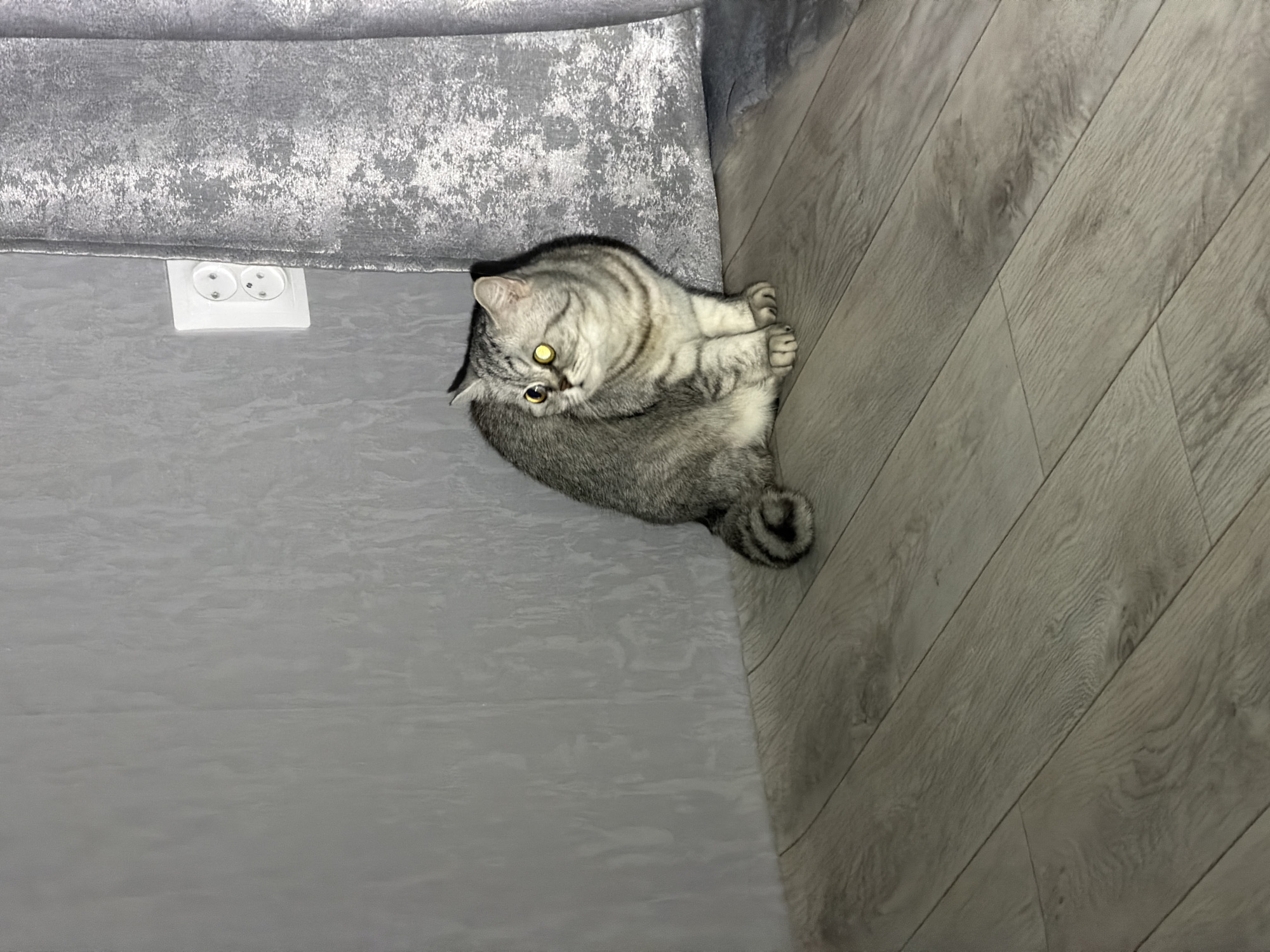 A top-down, indoor shot displays a gray and white tabby cat sitting on a gray rug next to a light gray wooden floor. Part of a gray velvet couch is visible at the top left, with a white electrical outlet extending from underneath. The cat is curled up with its paws tucked in, looking upward with its yellow eyes. Its tail is curled near the edge of the rug. The floorboards are arranged diagonally, and the walls are painted gray.
