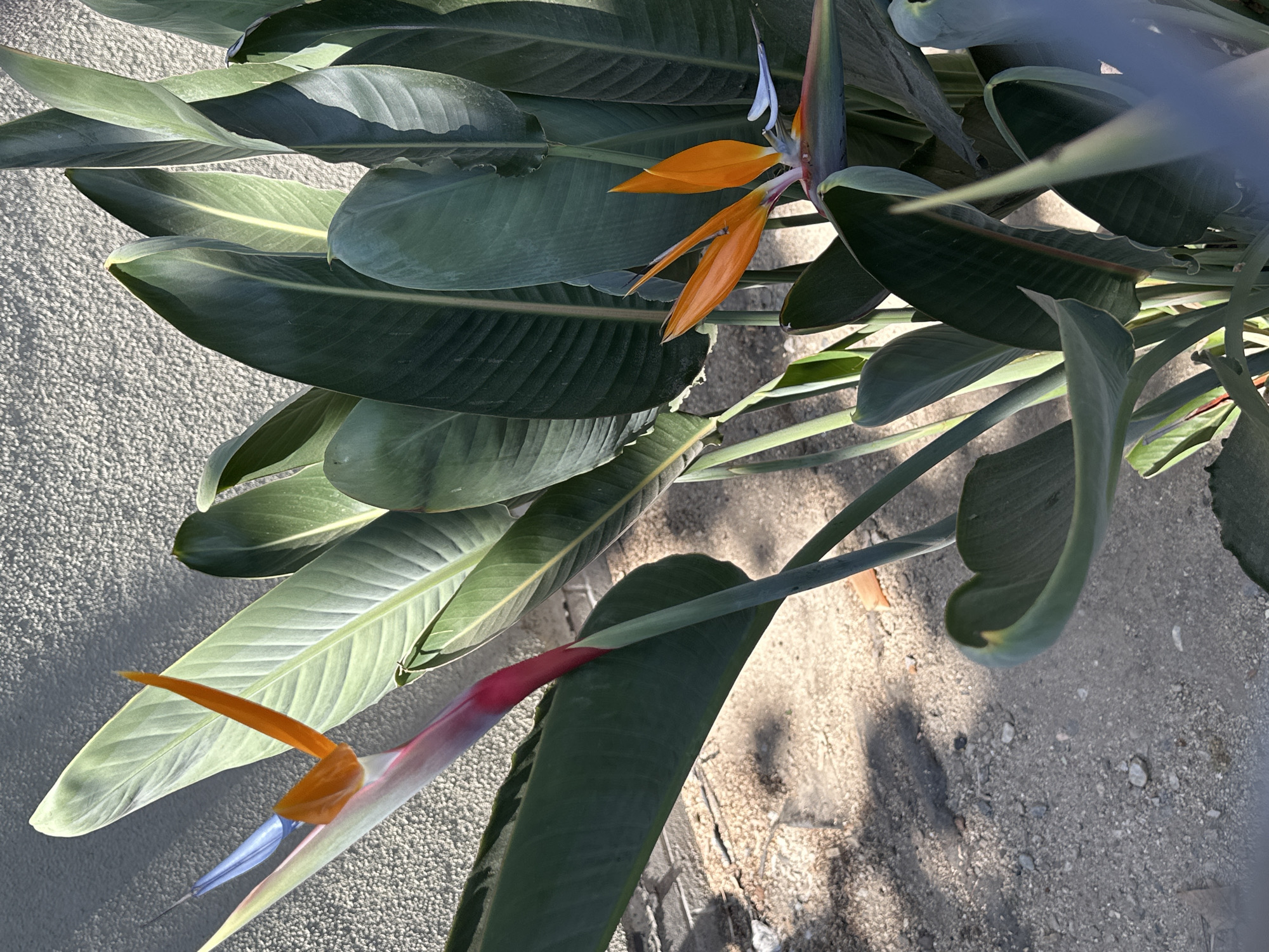 The image shows a close-up of a Bird of Paradise plant with its distinctive orange and blue flowers and large green leaves. The plant is situated outdoors, with a textured, light-colored wall in the background, casting a shadow across the scene. The ground is covered in sand and small pebbles, with some gravel visible. The lighting suggests it is daytime, with sunlight creating highlights and shadows on the plant and wall. No people are visible in the image. The setting appears to be a garden or outdoor space, possibly in a residential or commercial area. Based on the context of the Los Angeles area, this could be a typical Southern California landscape.