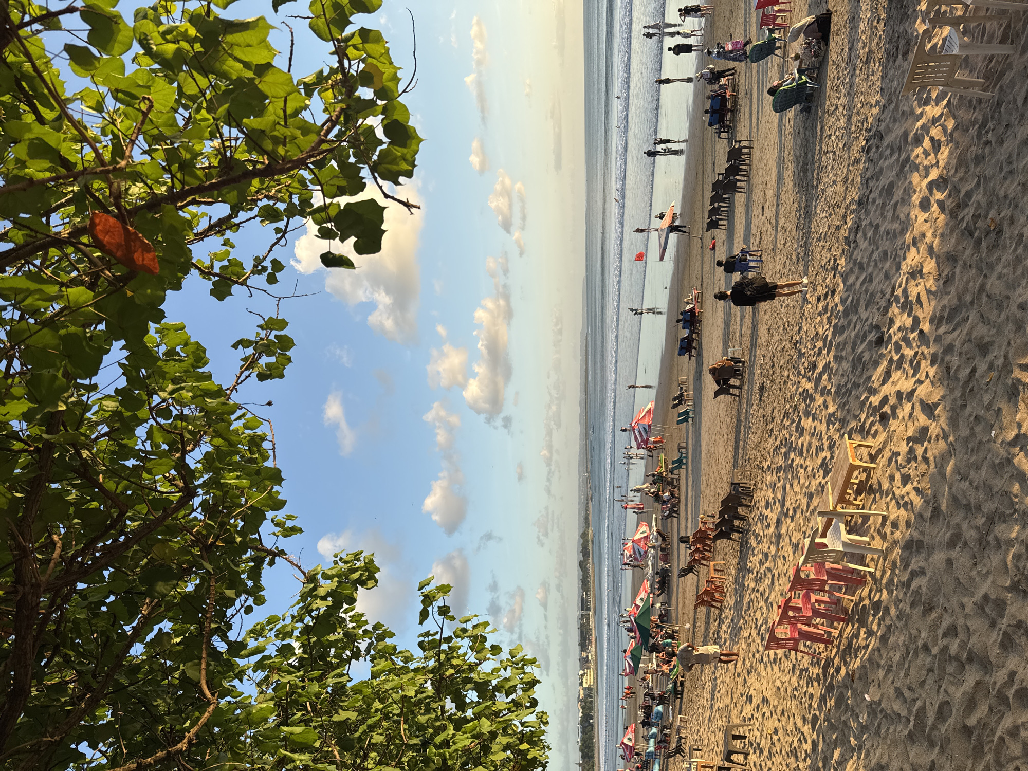 This image depicts a bustling beach scene in Kuta, Indonesia, likely during the late afternoon or early evening, as indicated by the warm, golden light casting long shadows across the sand. The foreground is dominated by sand dunes and an arrangement of beach chairs and small tables, some in clusters and others scattered. A few chairs are stacked, while others are occupied by people relaxing. A lone figure stands near a cluster of chairs, observing the scene.
Further back, the beach is populated with numerous beach umbrellas, many in vibrant red and white patterns, providing shade for beachgoers. People are seen sitting on lounge chairs, walking along the shore, and engaging in various beach activities. The ocean stretches out in the background, with gentle waves lapping the shore and several individuals visible in the water. The horizon is lined with a distant cityscape and a hazy sky with scattered clouds, suggesting a popular tourist destination.
Overhead, the branches of a large tree, laden with green leaves, frame the top of the image, adding a natural element to the scene. One prominent red leaf stands out against the green foliage, drawing the viewer's eye. The overall atmosphere is one of leisure and recreation, with a sense of community and vibrant activity characteristic of a well-frequented beach.