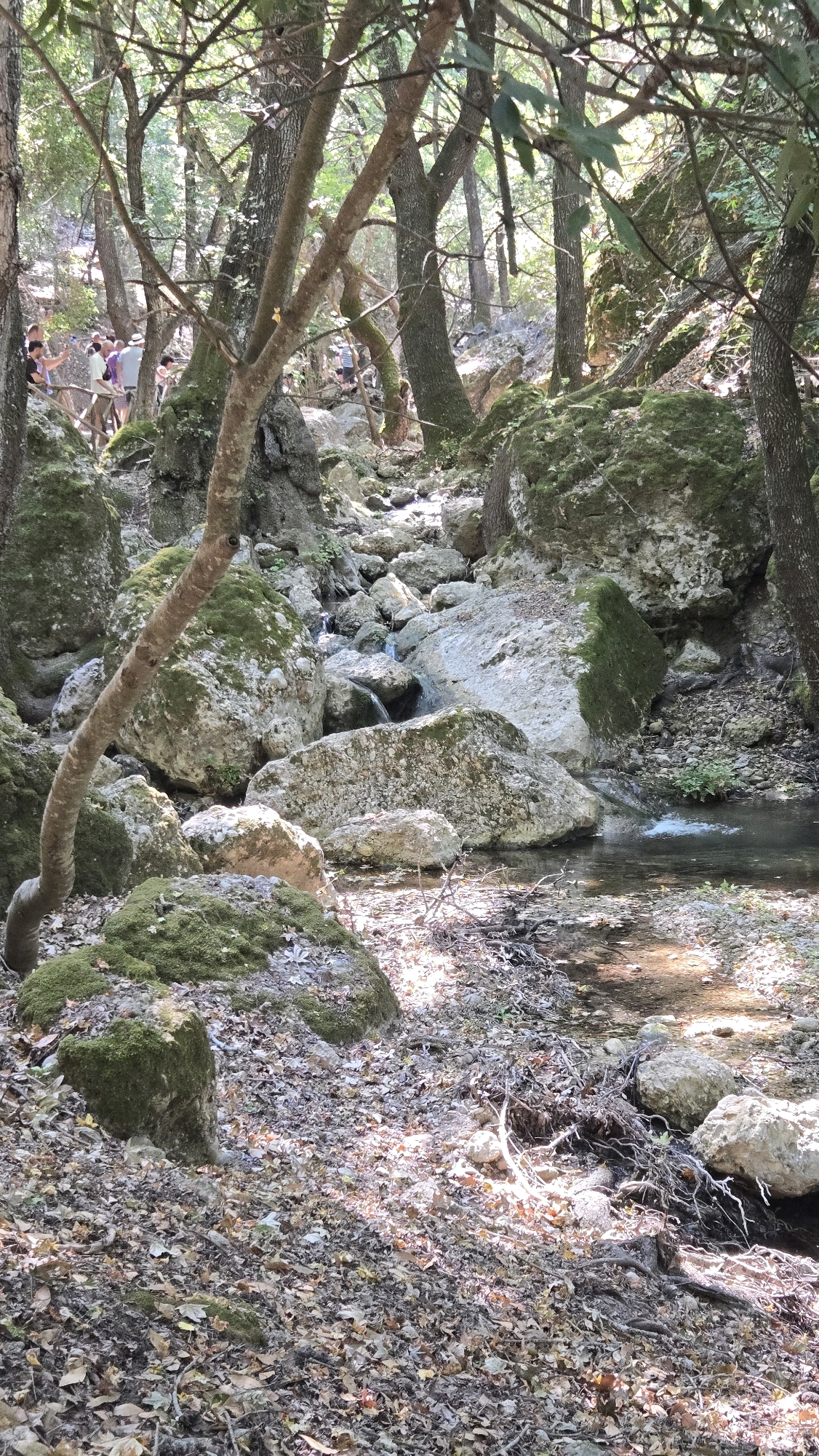 The image depicts a wooded area with a stream running through it, located at the Seven Springs (Epta Piges) in Rhodes, Greece. Large moss-covered rocks and fallen leaves are visible on the forest floor. A group of people, some of whom are holding cameras and phones, are seen on a wooden walkway in the background, suggesting they are tourists. The trees create a dappled light effect, with sunlight filtering through the canopy. The stream appears shallow and rocky, with clear water flowing gently. The overall scene conveys a natural, serene environment.