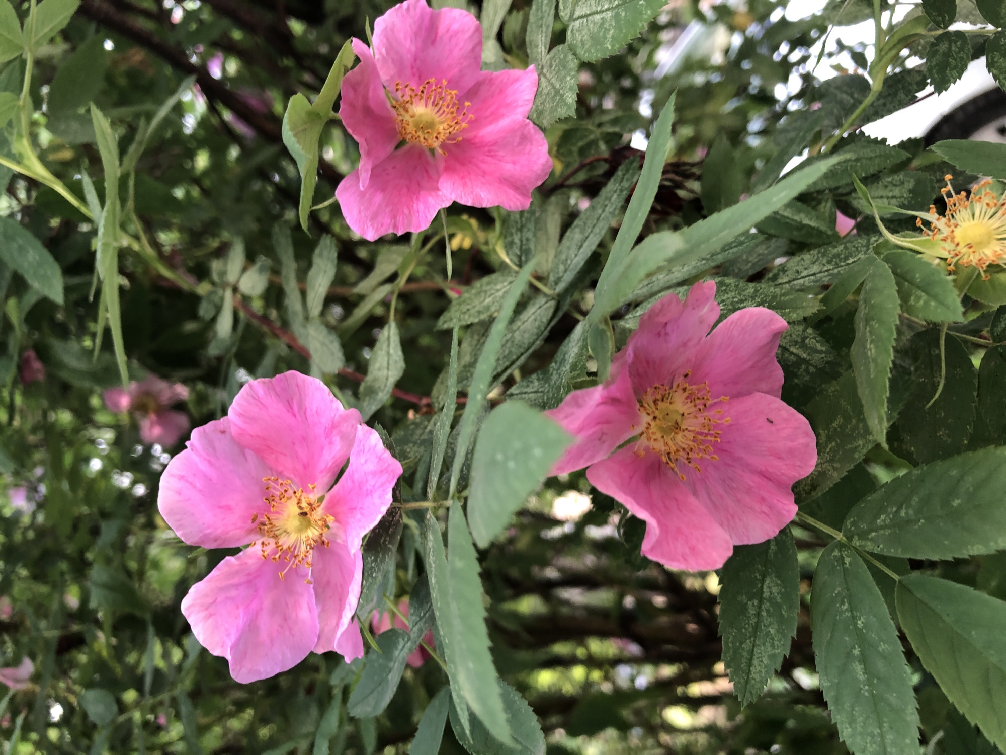 The image shows three pink flowers with yellow centers, surrounded by green leaves with light-colored spots. The background is a blur of green foliage. The location in the city of Chaikovsky, Russia is unknown.