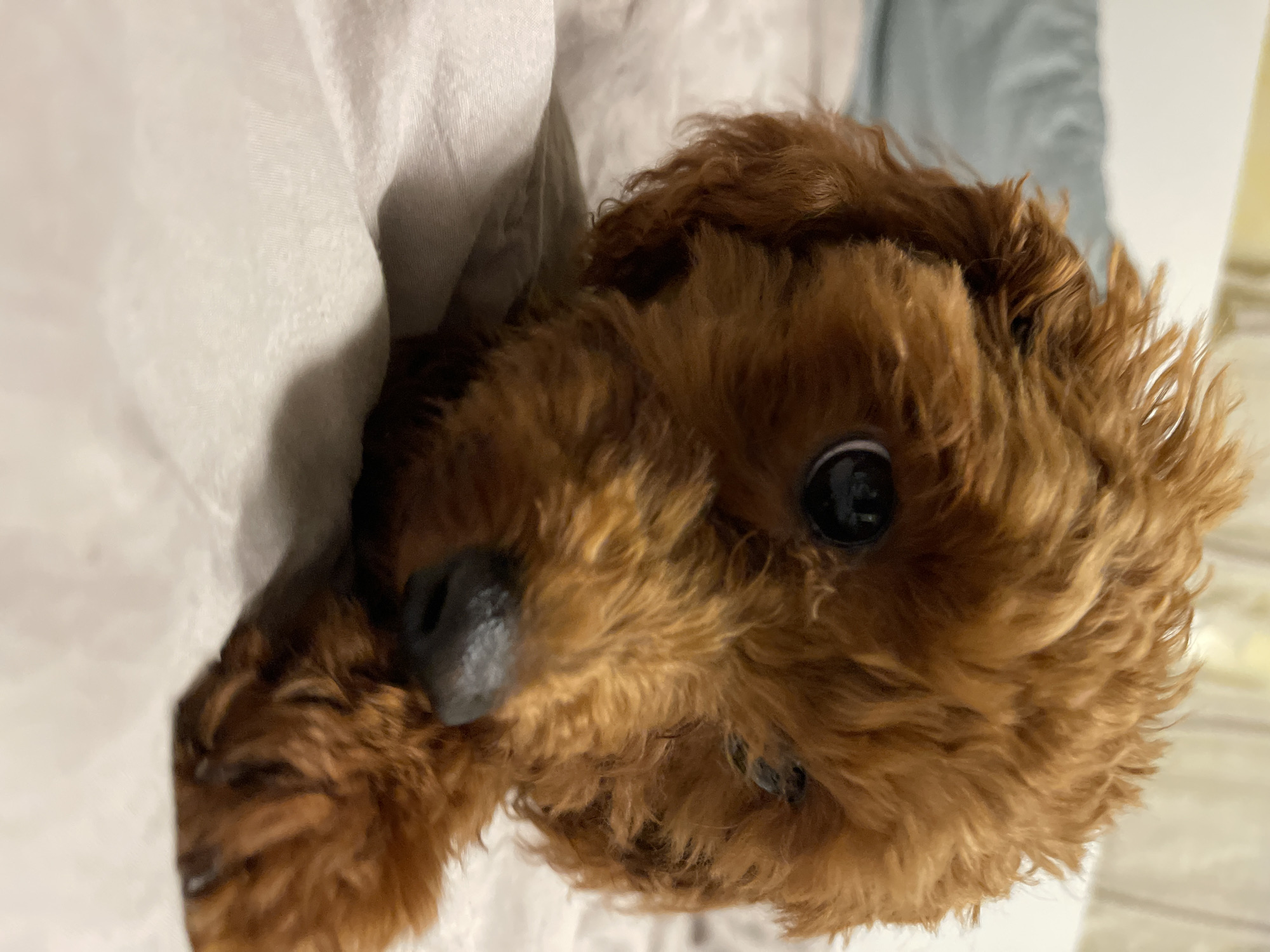 A small, reddish-brown canine, appearing to be a poodle or poodle-mix, is positioned centrally in the frame, lying on a light-colored, wrinkled fabric surface, likely a bed sheet. The dog's face is oriented directly towards the viewer, with its large, dark eyes prominent and reflective, showing distinct circular highlights. Its nose is black and appears slightly moist. The fur is dense and curly, consistent with the breed, covering its entire head and visible body. A part of its right front paw (viewer's left) is visible in the lower right portion of the image, resting near its snout. The immediate background consists of the same light-colored fabric, blurred. Further back and to the left, an out-of-focus light blue or grey object, possibly a pillow, is visible. The upper background is a soft, diffused light area, consistent with a wall or headboard. The lighting is soft and even, suggesting an indoor domestic environment. No specific identifying markers for the city of Sofia, Bulgaria, are visible within the depicted scene.