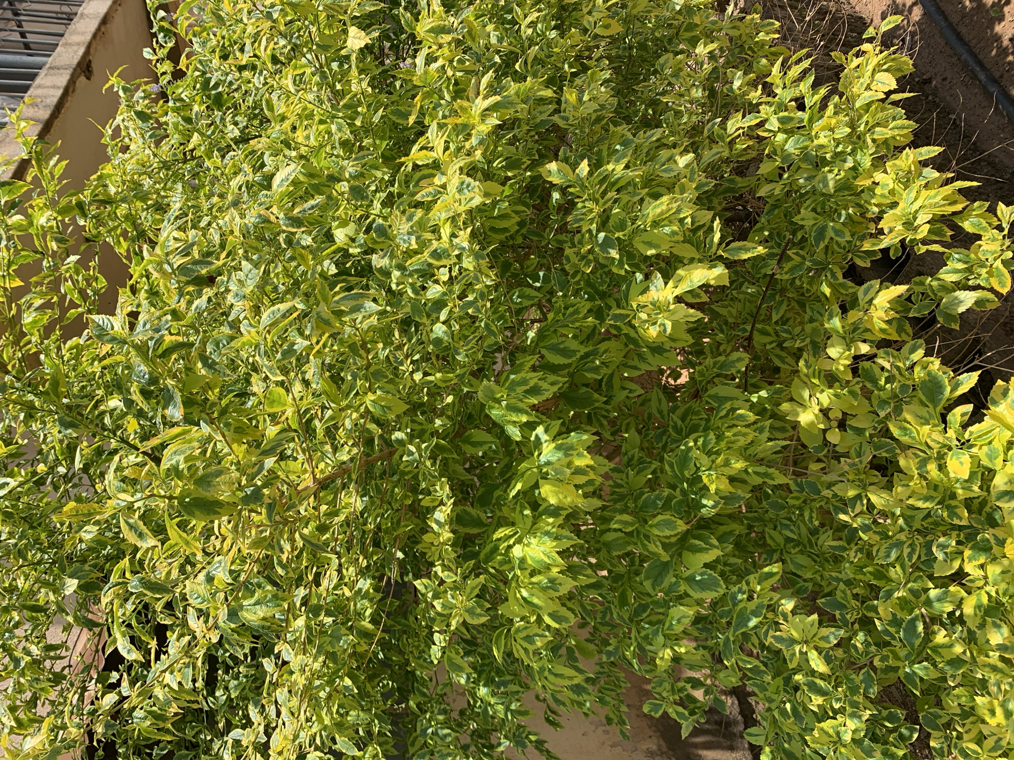 The image shows a large, vibrant shrub with variegated green and yellow leaves. The plant is positioned close to a light-colored building and some dark, possibly irrigation, pipes are visible at the right of the frame. The location is Rafin Par, Nigeria, but the image provides no specific context or evidence of city features. There are no people visible in the image. The focus is entirely on the plant and its immediate surroundings.