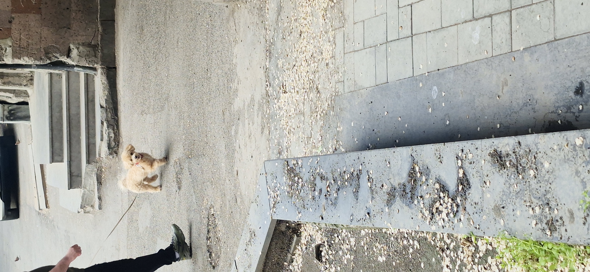 A long shot shows an outdoor scene with a small dog on a leash, with a person holding the leash partially visible in the bottom left corner of the frame. The setting is an urban streetscape with a combination of pavement, concrete structures, and what appears to be a partially constructed or dilapidated building on the left. The pavement is scattered with small, white debris, possibly flower petals, adding a slightly chaotic element to the otherwise hardscaped environment. The time of day is likely daytime, given the lighting.