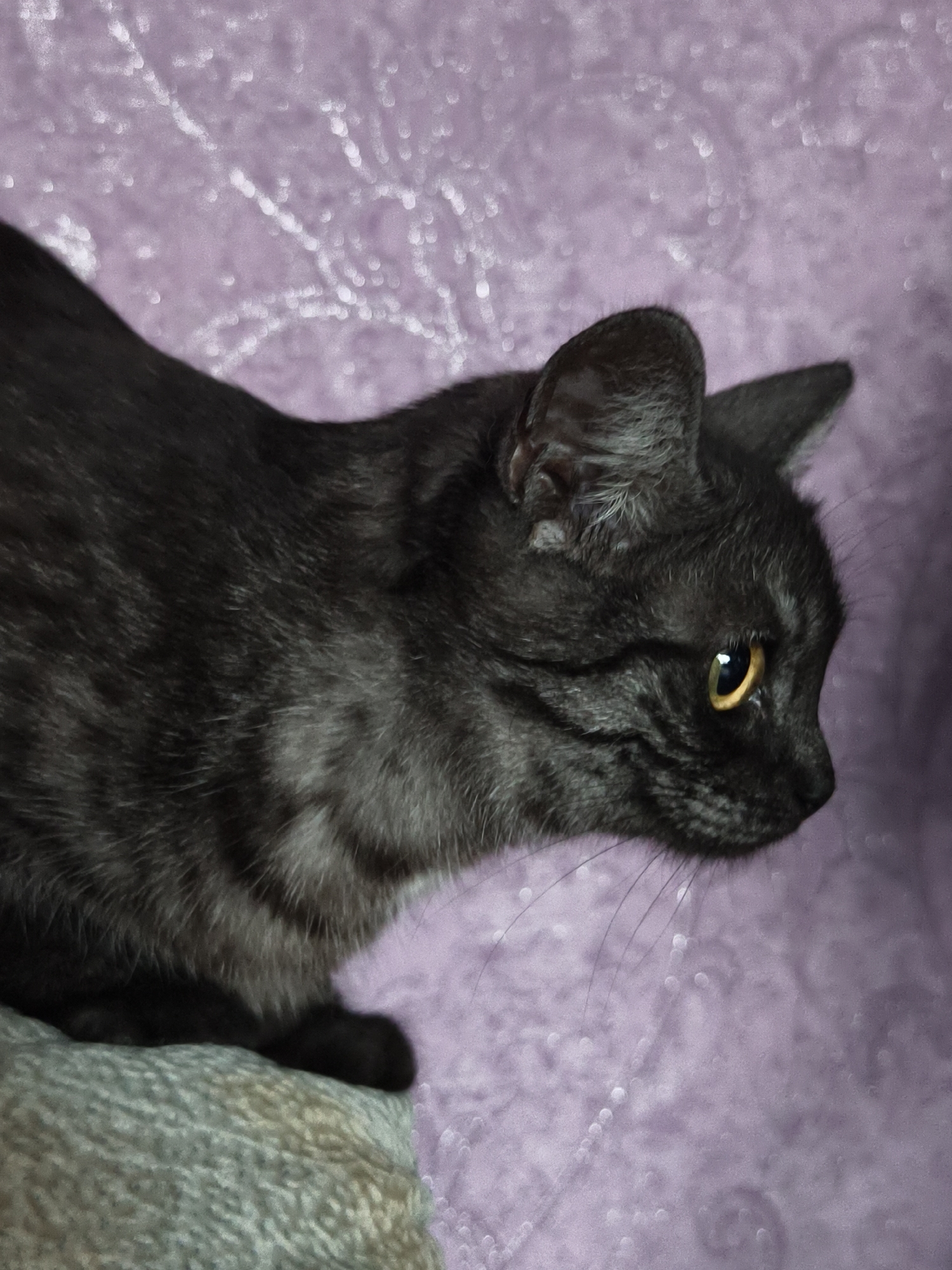 A black cat with tabby markings is shown in profile, facing right. Its head is tilted slightly down, and its amber eye is clearly visible. The cat's fur is dark with lighter grey stripes. It is sitting on a textured grey surface, which appears to be a blanket or cushion. The background is a soft, out-of-focus purple fabric with a shimmering pattern. There are no people or other animals visible in the image. The location is not specified in the image or provided metadata; therefore, it cannot be determined to be in Семилетка, Russia.