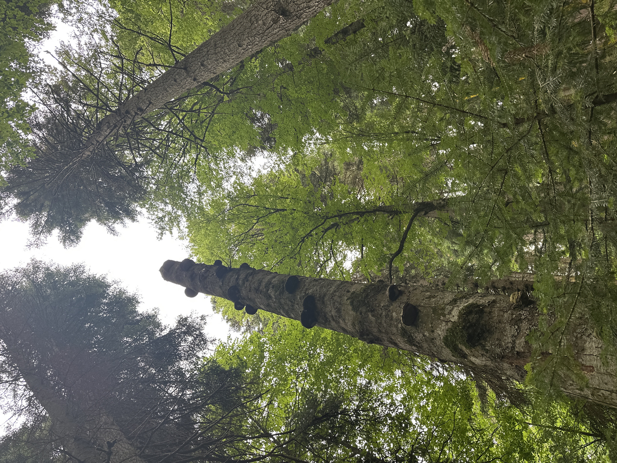 The image is a low-angle shot looking up at a forest, with the sky visible through the canopy. In the foreground, a tall, dead tree trunk stands prominently, covered in dark, shelf-like fungi. This trunk is surrounded by lush green foliage of living trees, some of which are coniferous and others deciduous. The overall impression is of a dense, natural forest environment. The image was taken in the city of Arkhyz, Russia.
