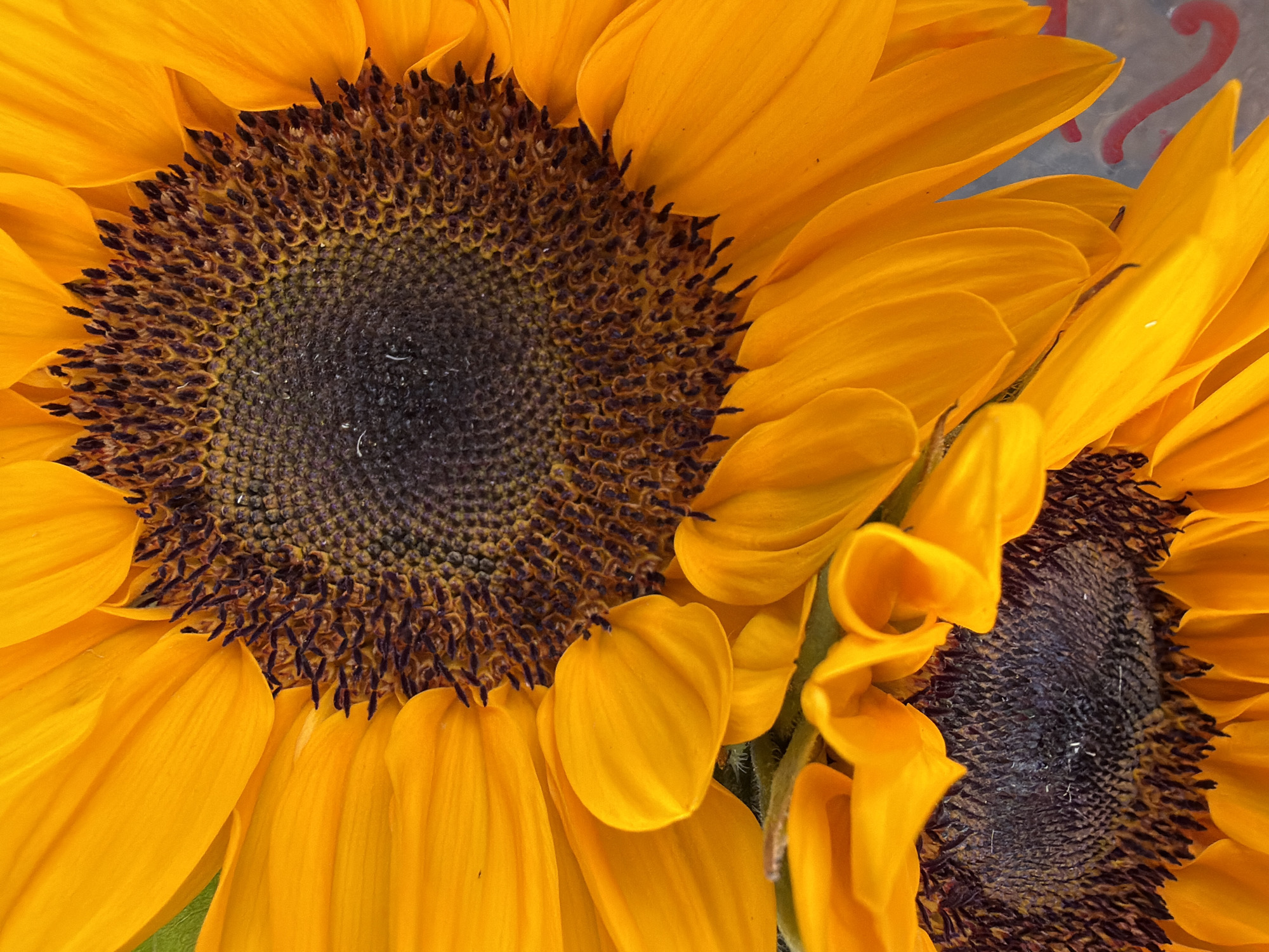 This is a close-up, high-angle shot of two sunflowers. The top sunflower is larger and fills most of the frame, with its bright orange petals radiating outwards from a dark brown, textured center. The bottom sunflower is partially visible, with its own dark center and orange petals peeking out from beneath the larger flower. The overall impression is one of vibrant color and natural detail. The image does not contain any contextual information or clues to determine its location in Nha Trang Ward, Vietnam.