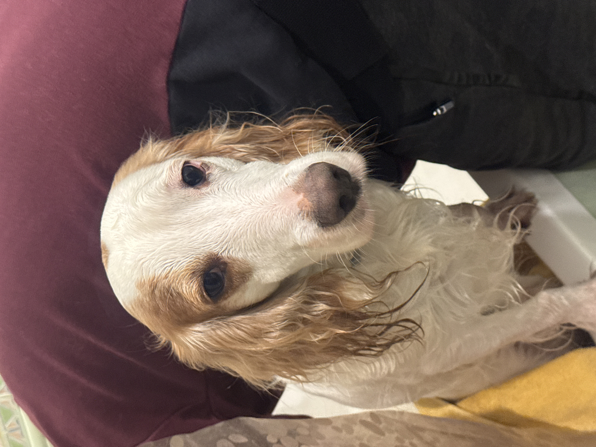 An adult, wet, white and tan Cocker Spaniel dog is in a bathtub. The dog is facing forward with its head tilted slightly to the right. The dog's fur is wet and appears matted in some areas. Its eyes are dark and appear slightly droopy. The dog's nose is a dark brown color. The dog is sitting on a yellow towel in the bathtub. Behind the dog, a person wearing a maroon shirt is visible. To the right of the dog, a person wearing a black jacket is also visible. The background of the image is a white bathtub. The lighting in the image is dim. The overall scene suggests the dog is being bathed. The image was taken indoors, likely in a residential bathroom. There are no discernible features in the image that indicate the specific location within the city of Moscow, Russia.