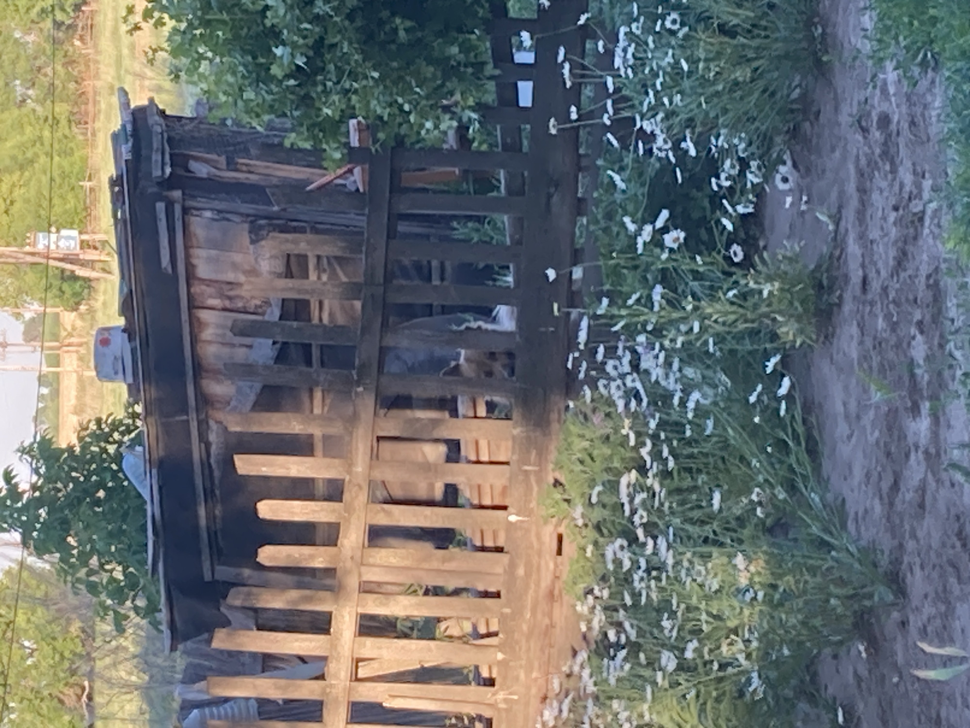 The image depicts a weathered wooden shed with a corrugated metal roof, partially obscured by a wooden picket fence. The shed appears to be in a state of disrepair, with peeling paint and loose boards. In front of the fence, a cluster of white daisy-like flowers is in bloom, growing amidst green foliage. The background shows trees and a hint of a grassy field. The scene is set in a rural environment, possibly the village of Rakity, Russia, suggested by the provided context. There are no people clearly visible in the image.