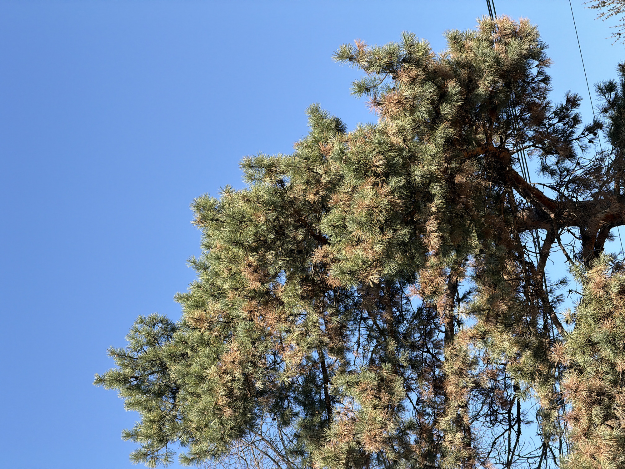 A low-angle, wide-shot image shows a portion of a tree against a clear blue sky. The tree has green and brown needles, with some bare branches visible. Several power lines run through the tree's canopy. Based on the location information, this image was likely taken in Krasnodar, Russia. No people or animals are visible. The scene is set outdoors during daylight.