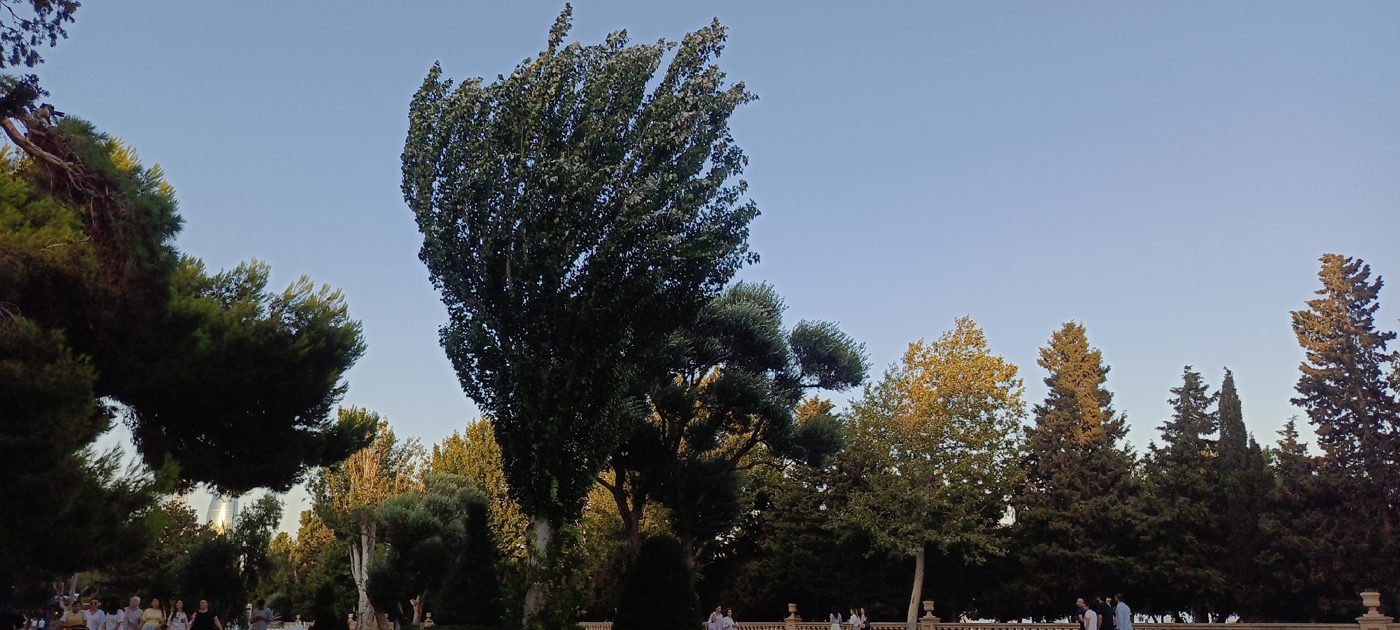 This is a wide-angle, panoramic outdoor photograph taken at sunset in the city of Sabail Raion, Azerbaijan. The scene depicts a park or garden area with a variety of trees, some of which are tall and full, while others are more sparse and ornamental. The sky is a clear, pale blue, indicating the sun has recently set or is about to set. In the background, a modern, flame-shaped skyscraper, likely the Flame Towers, is visible, reflecting the warm hues of the sunset. A group of people are walking along a paved pathway in the lower part of the image, some are dressed in casual attire, while others appear to be in formal wear, possibly attending an event. The overall impression is one of a peaceful urban oasis at the end of the day.