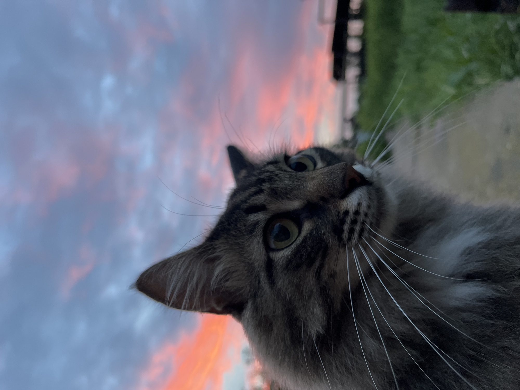 A domestic cat, with tabby markings and long fur, is positioned in the foreground, looking to the right. Its eyes are open, and its whiskers are prominent. The cat's left ear is visible, pointed upwards.
The background features a vibrant sky with clouds tinged with pink and orange, indicative of a sunset or sunrise. In the middle ground, a blurred grassy area is present, and further in the distance, indistinct structures are visible. The overall setting appears to be outdoors, potentially a rural or suburban environment. The location is identified as Krasnyye Barrikady, Russia.