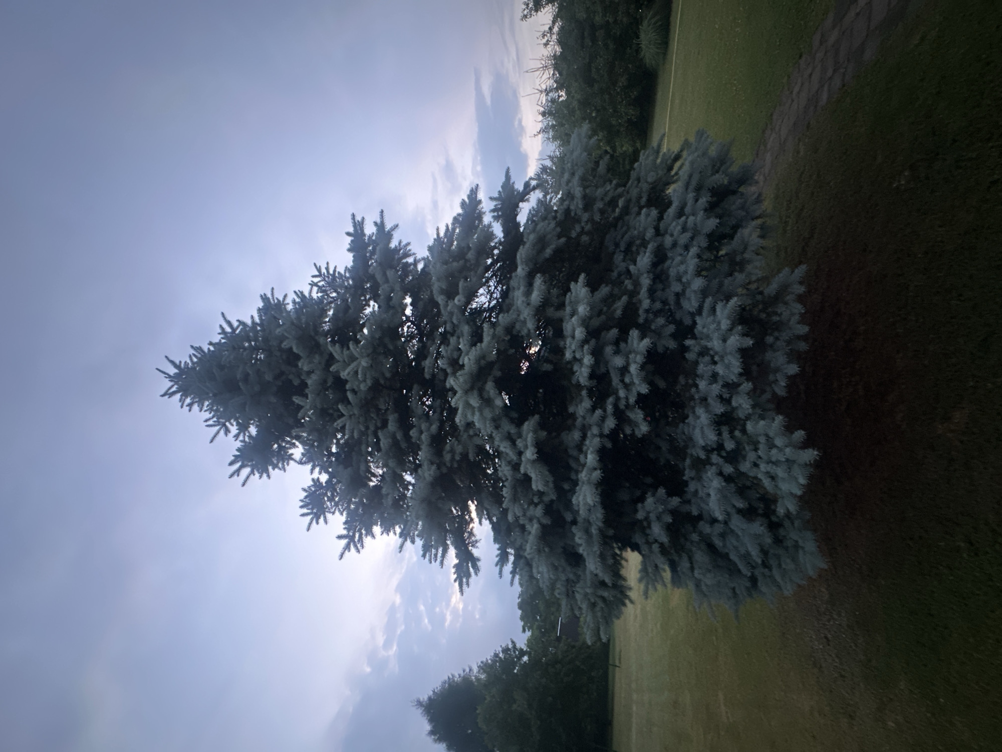 The image shows a blue spruce tree in the city of Lapės, Lithuania. The tree is in the center of the frame, with a dark, overcast sky behind it. The ground around the tree is covered in grass, and there is a paved path to the right of the tree. In the background, there are other trees and bushes. The lighting suggests it is either early morning or late evening. No people are visible in the image.
