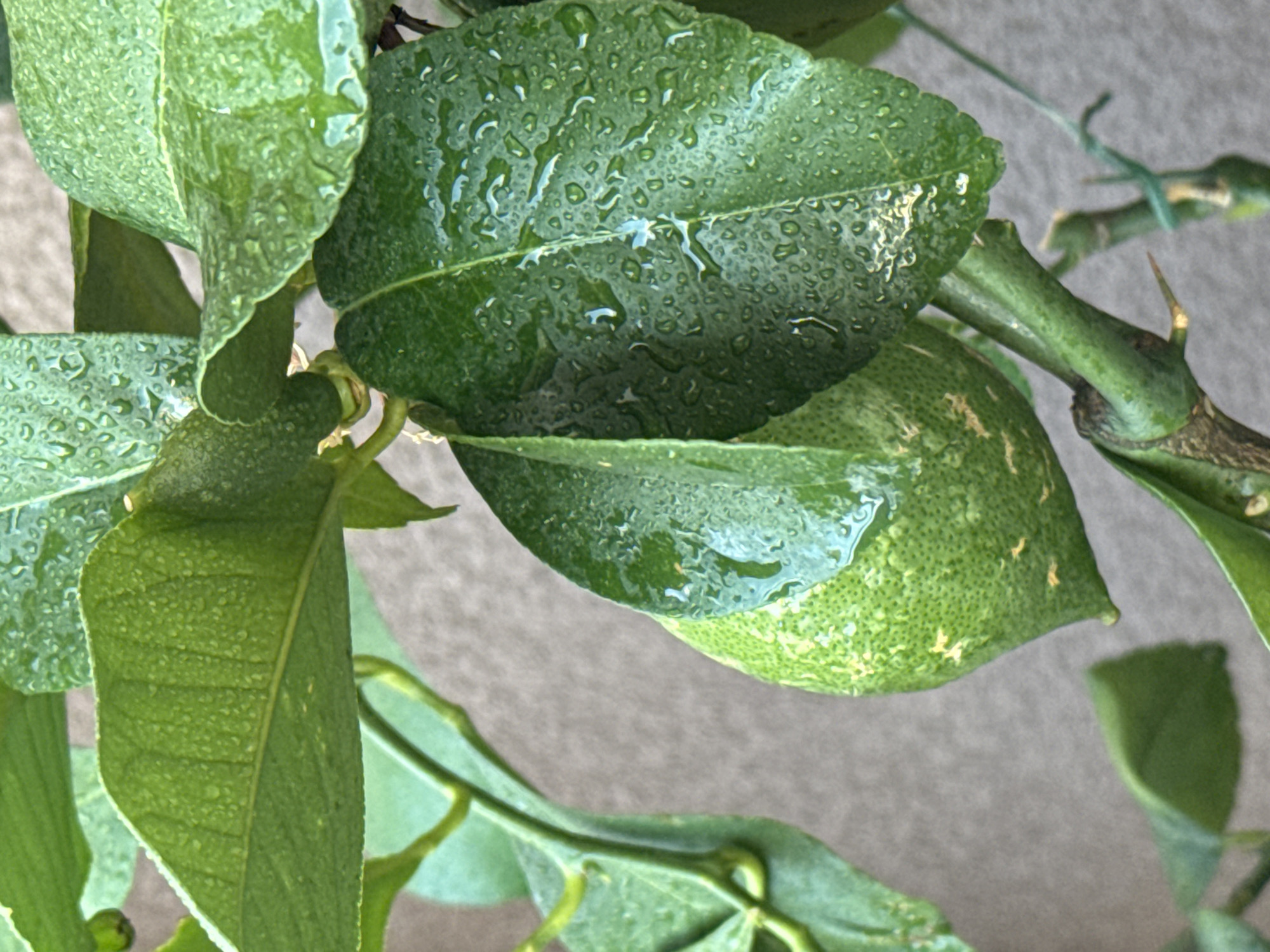 A close-up shot showcases a developing green lemon fruit on a tree, surrounded by lush green leaves. Water droplets adorn the surfaces of both the fruit and leaves, indicating recent rain or watering. The background is a textured, neutral-toned wall. The lighting suggests an outdoor setting, possibly a garden or balcony, with a natural, overcast light. The image is composed in a vertical orientation.