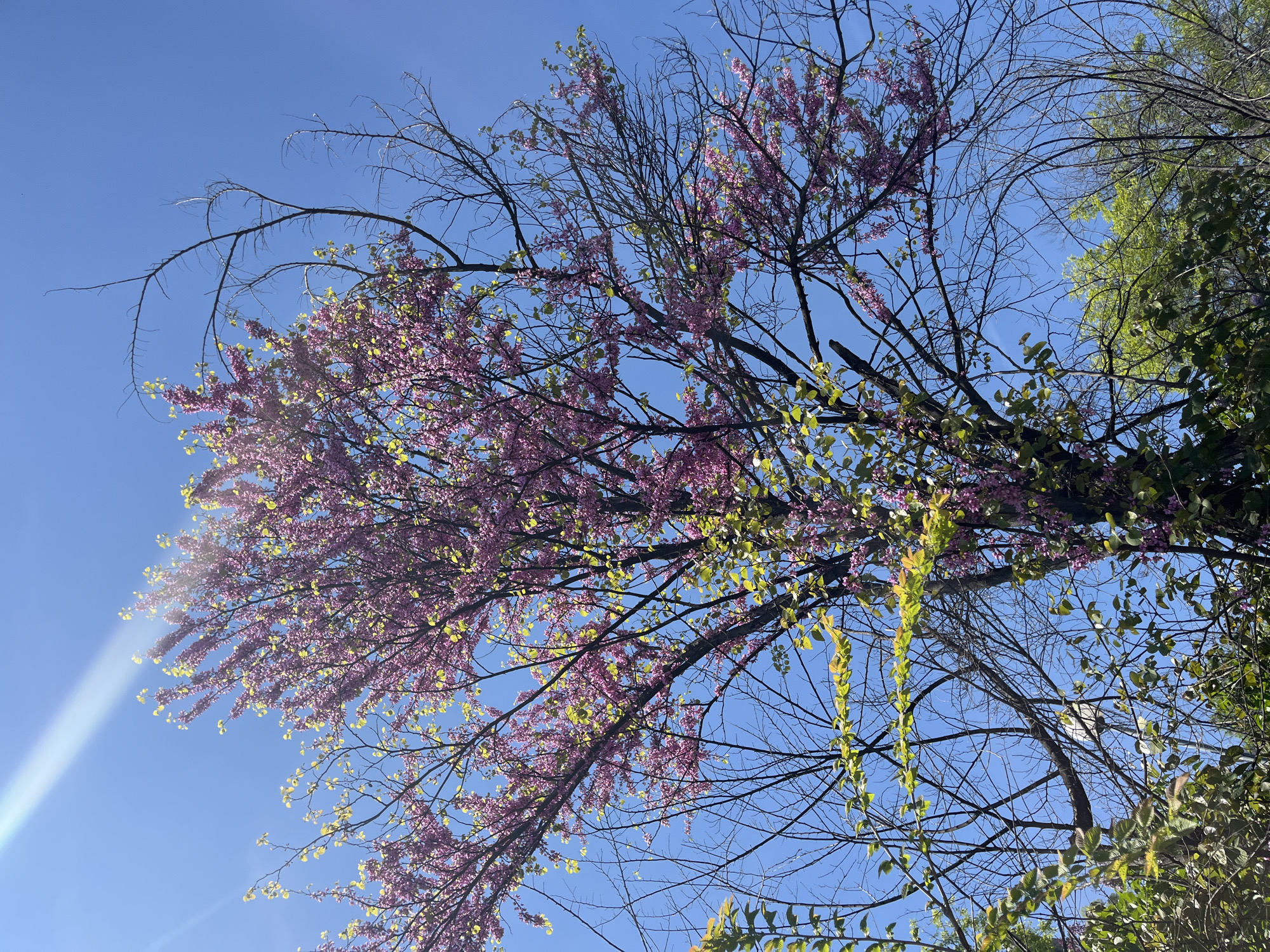 The image shows a tree in full bloom with bright pink flowers, set against a clear blue sky. Sunlight is visible, creating a lens flare. Some of the branches are bare, while others are covered in the pink blossoms and budding green leaves. Green foliage from other trees is also present in the lower right portion of the image. It is daytime and the photo was taken from below, looking up into the canopy. It is difficult to determine the exact location within Plovdiv, Bulgaria without more specific information.