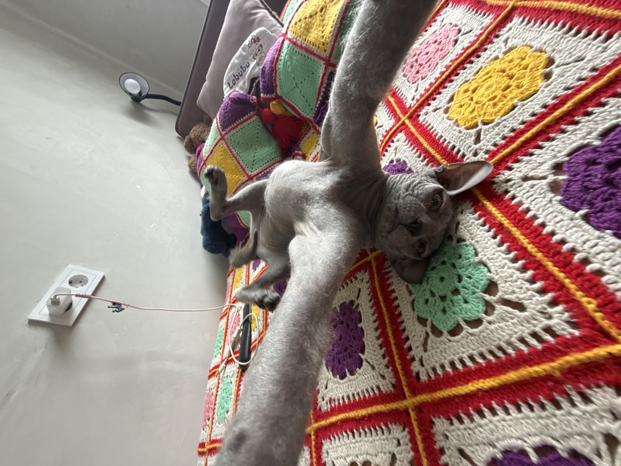 A grey, hairless Sphynx cat is the central subject of this indoor photograph, captured in a stretched or lounging pose on its back. The cat's head is turned towards the camera, revealing its large, alert ears and green-yellow eyes. Its body is draped across a brightly colored crocheted blanket, which displays a distinct granny square pattern in shades of red, white, yellow, green, purple, and pink.
The setting appears to be a cozy indoor space, possibly a bed or sofa, where the blanket serves as a cover. In the background, a plain light grey wall is visible. A white power outlet with a charger plugged in and a pinkish cable running from it is located on the wall to the left. Higher up on the wall, a small, black wall-mounted lamp with a white bulb can be seen. A white pillow with the text "Labubu" and a small "Hello Kitty" logo is partially visible behind the cat's upper body. A hint of a brown stuffed animal is also discernible near the pillow.
The image is taken from a low-angle perspective, looking up at the cat, and is tilted, which contributes to the dynamic and somewhat playful nature of the cat's pose. The lighting indicates an indoor environment, likely well-lit by natural or artificial sources. The type of power outlet is consistent with those found in Russia. The cat appears relaxed and directly engages the viewer with its gaze.