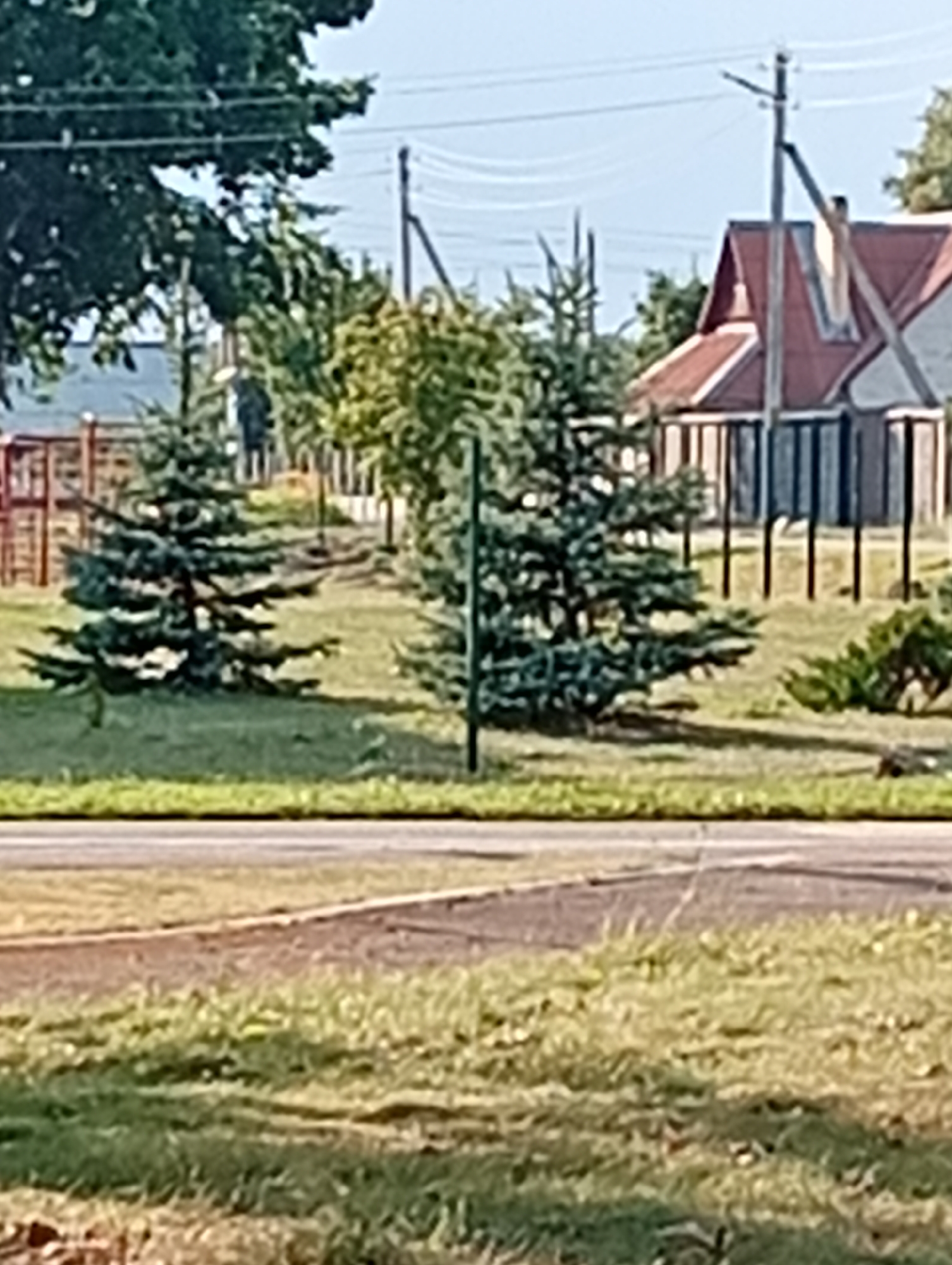 The image depicts an outdoor scene on a sunny day, likely in a rural or suburban area of Крыўлянскі сельскі Савет, Belarus. In the foreground, a paved surface transitions into a grassy area. Behind the grass, two young pine trees stand prominently. Beyond the trees, a fence runs horizontally, and further back, a red-roofed building with white walls and vertical brown siding is visible, suggesting it might be a residential house or a small commercial structure. A utility pole with wires is also present near the building. The background consists of more trees and a clear blue sky. The overall impression is one of a quiet, settled environment.