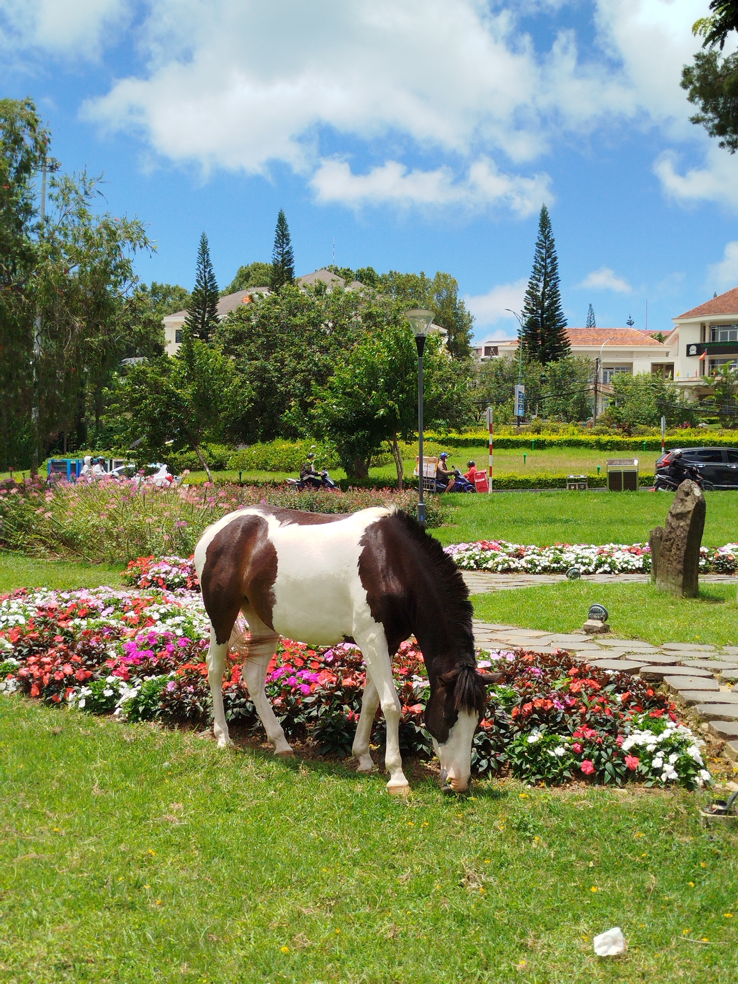 A brown and white horse grazes on green grass in front of a vibrant flower bed. Behind the flower bed is a pathway made of flagstones, and beyond that, more grass and trees. In the background, several buildings with terracotta roofs are visible, as well as tall, slender trees. The sky is blue with fluffy white clouds. The scene appears to be in a park or garden setting, likely in Da Lat, Vietnam, known for its lush greenery and European-inspired architecture. There are no people interacting with the horse. The overall impression is one of a peaceful, scenic day.