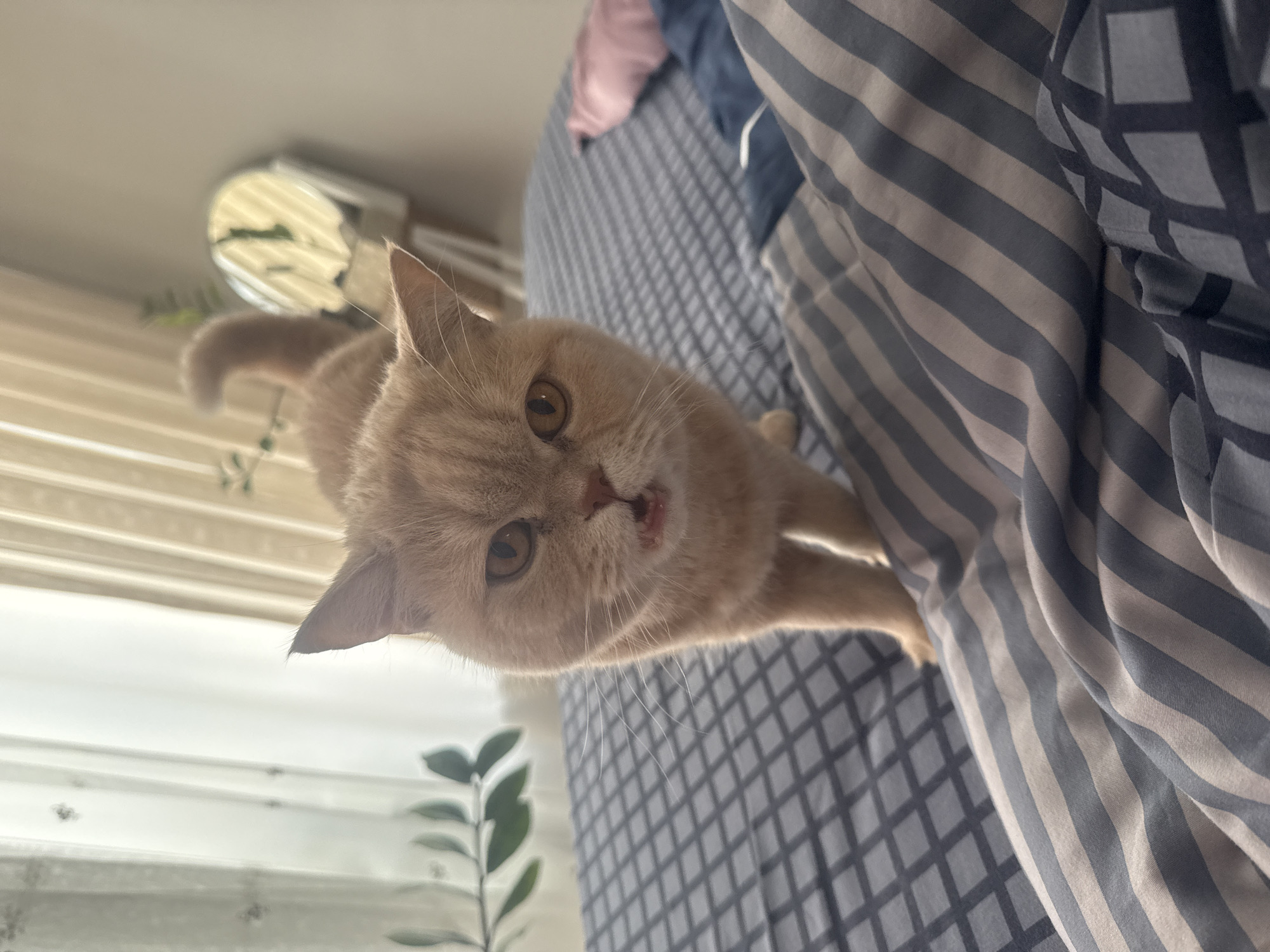 A close-up, slightly angled, indoor shot features a light orange cat. The cat is positioned near the top-center of the frame, looking directly into the camera with its mouth slightly open. Its fur appears short and dense, with expressive round eyes. Behind the cat, two different patterned fabrics can be seen; one with a grey and white stripe, and another with a grey diamond pattern on a lighter background. A hint of pink fabric can be seen above the cat's head. In the far background, there are hints of a room, including a light fixture, window blinds, and a potted green plant. The specific location is Unknown, Unknown.