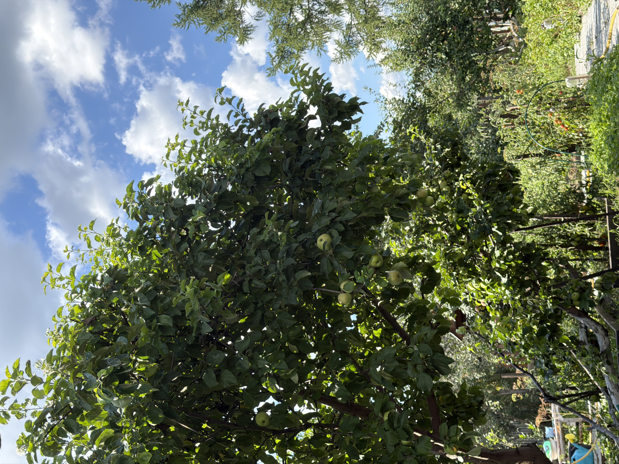 The image depicts a sunlit outdoor scene, likely a garden or orchard, under a partially cloudy blue sky. A large, leafy apple tree with visible green apples occupies the foreground, with its branches extending across the frame. Beyond the apple tree, other trees and dense green foliage are visible, creating a lush backdrop. In the mid-ground, a garden bed with tomato plants bearing ripe red fruit is prominent, supported by a green arched structure. A paved pathway runs through the right side of the scene. Various gardening tools, including a blue watering can and what appears to be a bucket, are situated on a wooden table or structure to the left. The overall impression is one of a well-tended garden, possibly in a rural or suburban setting within the city of Kurgan, Russia.