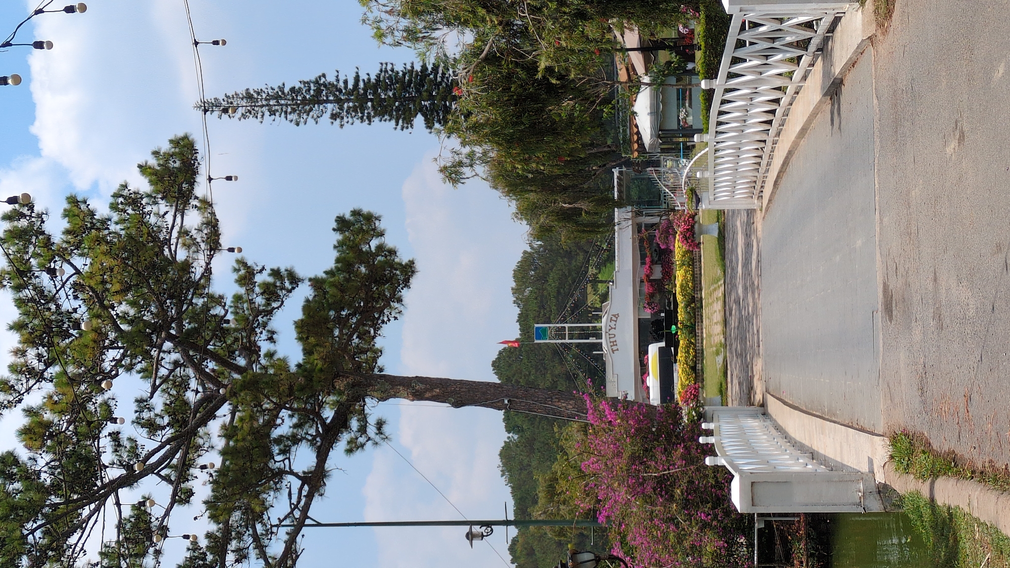 The image depicts a view in Da Lat, Vietnam, featuring a road or bridge with a white railing, trees, and floral arrangements. A tall, thin tree is prominent in the background, next to a lush pine tree, with string lights attached. A building or structure is visible in the background, identifiable by the word "THUY TA," with an outcropping of purple and yellow flowers. A Vietnamese flag is also seen atop the building. The sky is blue with scattered clouds, suggesting fair weather. A body of water is under the bridge, with reflections and greenery around the perimeter. The bridge surface is asphalt.