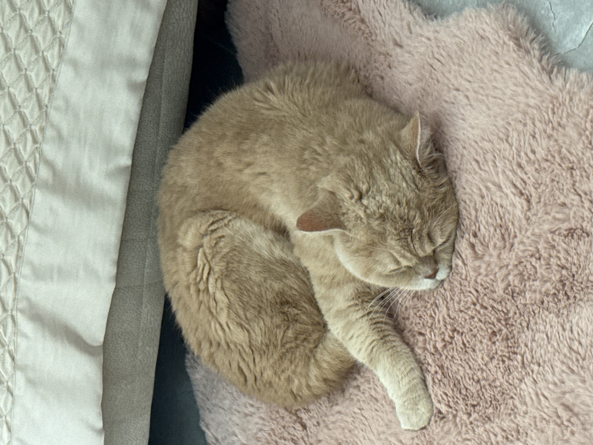 A light tan cat is curled up on a fluffy pink blanket next to a gray and white quilted surface. The location is unknown.