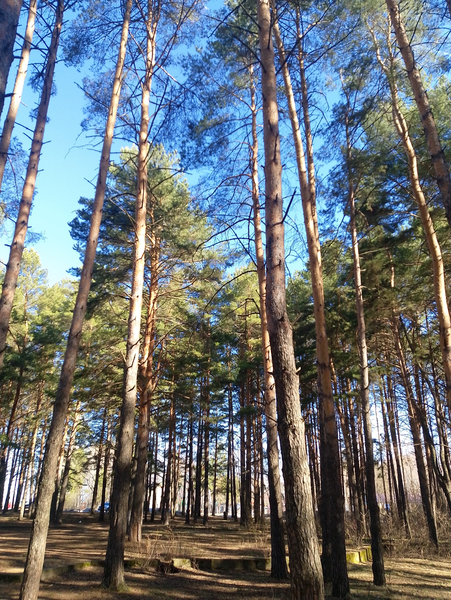 The image shows a view looking up through a pine forest in an unknown location in the city of Unknown, Unknown. The tall, straight trunks of the pine trees dominate the scene, stretching upward towards a bright blue sky. The trees are closely packed together, creating a dense canopy of green needles overhead. Sunlight filters through the branches, casting shadows on the forest floor, which is covered in fallen pine needles and leaf litter. In the distance, the trees appear even denser, creating a sense of depth and vastness within the forest. There are no people visible in the image.