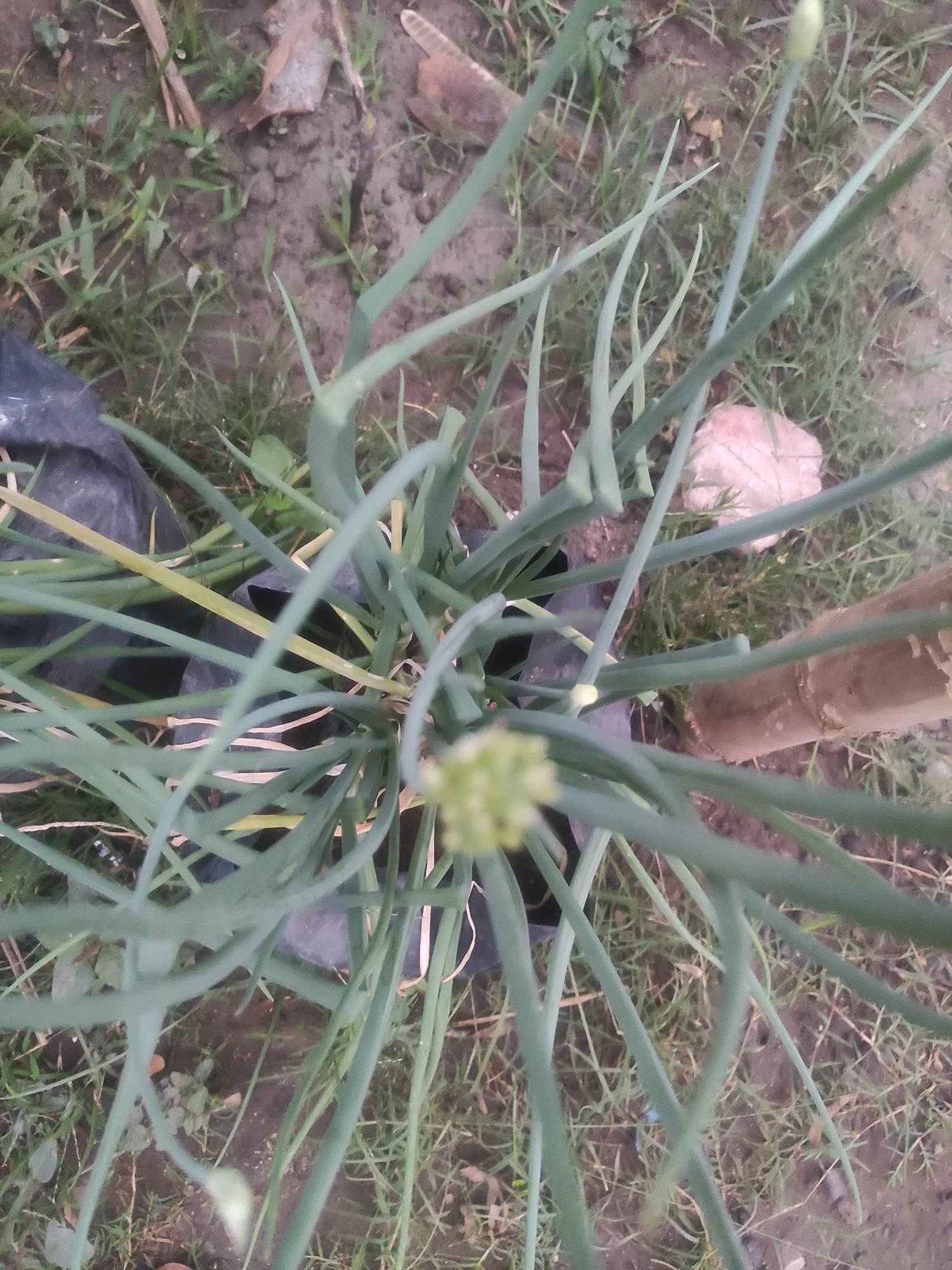 An overhead, medium shot captures a cluster of green onion plants growing in soil. The plants have long, slender, green stalks that fan outwards from the center. One of the plants has a small, light green flower bud at its tip. The ground around the plants is a mix of dark soil and dry grass. A black plastic bag is partially visible behind some of the stalks, and a rough, light-colored rock sits to the right of the plants. A piece of bamboo is also visible to the right of the plants. The scene appears to be outdoors.