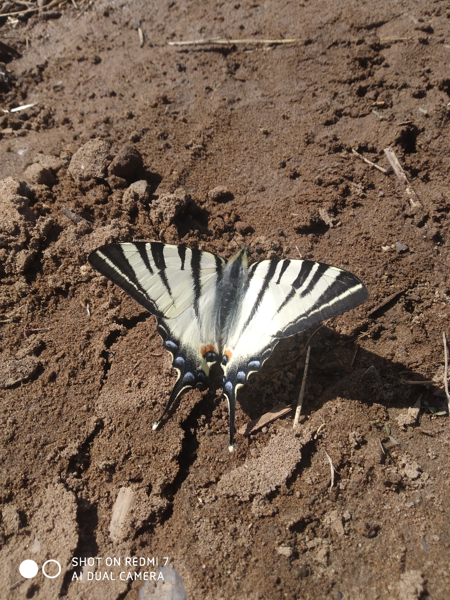 A butterfly with black and white striped wings is resting on brown dirt. The tips of its wings have blue and orange markings. The background is composed of dirt and small pieces of organic matter. The image was taken on a Redmi 7 AI Dual Camera. The location and city of Okhansk, Russia are not discernible from the image.
