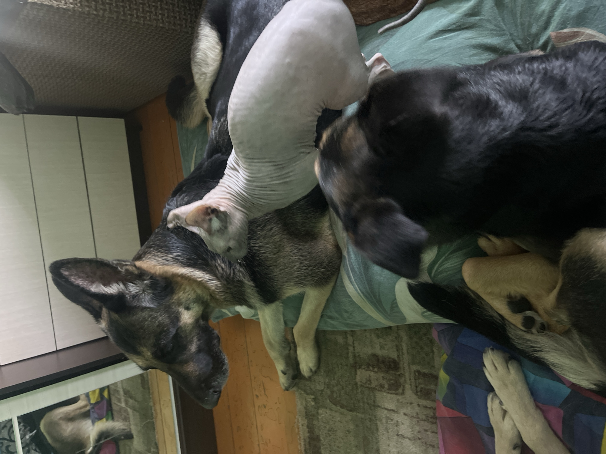 The image shows a Sphynx cat lying on top of a German Shepherd dog. The dog is lying on a bed or cushion with a green and blue patterned cover. Another German Shepherd is next to the cat and dog, on the same bed. The scene is indoors, with a cabinet and floor visible. The location is not discernible from the image.