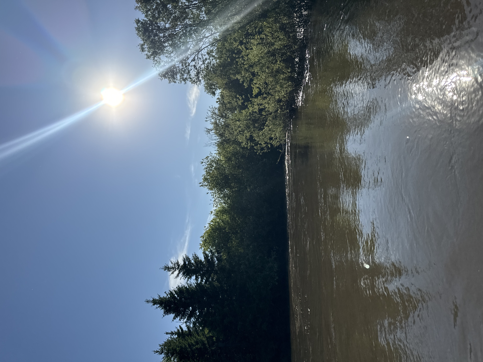 The image depicts an outdoor daytime scene of a river or stream flanked by dense vegetation, located in Malaya Kuskunka, Russia. The sky is largely clear and blue, with faint white wisps of clouds present, particularly above the left bank. A bright, unoccluded sun is positioned in the upper right quadrant of the frame, producing significant lens flare characterized by a prominent starburst pattern and two distinct diagonal light rays extending across the upper sky.
The lower half of the image is dominated by the water body, which exhibits a murky, brownish coloration. The surface of the water shows numerous ripples and disturbed areas, with significant shimmering reflections of the sunlight, particularly concentrated in the lower right portion of the frame. A singular, bright, circular reflection or artifact is visible on the water's surface in the central-left area.
The left bank of the watercourse features a dense line of vegetation. On the far left, several tall, dark green coniferous trees are prominent, their tops reaching into the mid-sky. Moving rightward along this bank, the vegetation transitions into a continuous wall of darker deciduous trees and shrubs, which appear partially shaded.
The right bank is similarly lined with dense foliage, primarily consisting of deciduous trees and shrubs. These trees exhibit a lighter green hue compared to those on the left bank, suggesting direct illumination. Some branches from the right bank extend outwards over the water.
No human figures, animals, or man-made structures are discernible within the frame. The scene is devoid of any apparent actions or interactions.