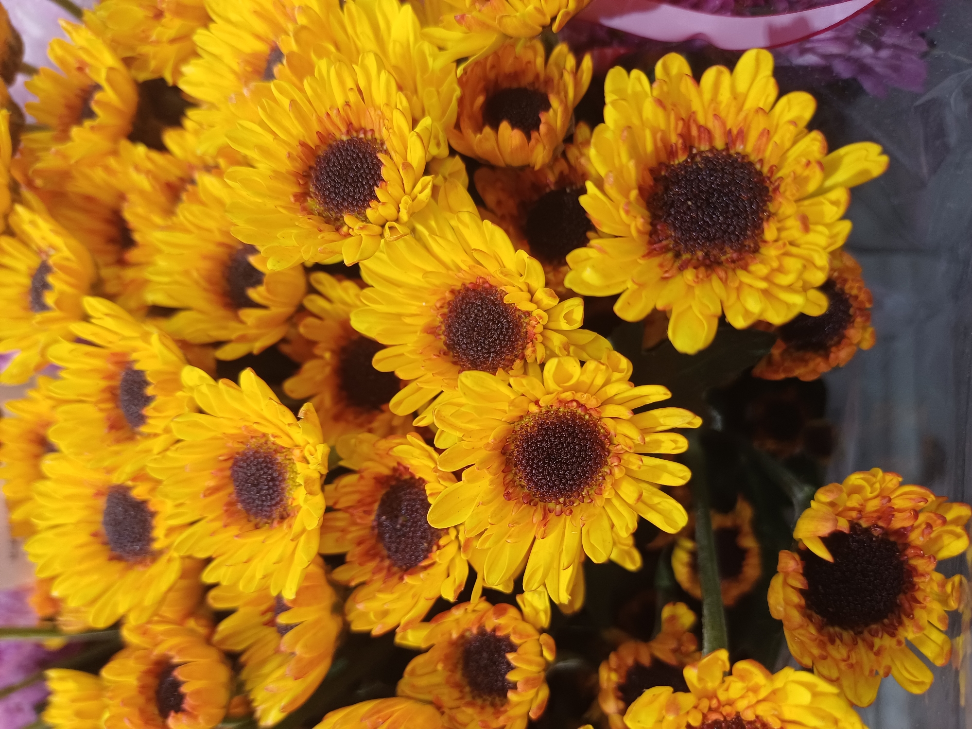 A close-up, overhead shot features a vibrant bouquet of bright yellow chrysanthemum flowers. The dark brown centers of the flowers are clearly visible, surrounded by numerous slender petals. Some petals are tinged with a reddish-orange hue near their tips. The flowers are densely packed together, creating a rich texture and a sense of abundance. The lighting suggests an indoor setting, possibly a florist shop or a home. There are no people or specific landmarks visible that would indicate a location within Kuala Lumpur, Malaysia. The image focuses solely on the floral arrangement.