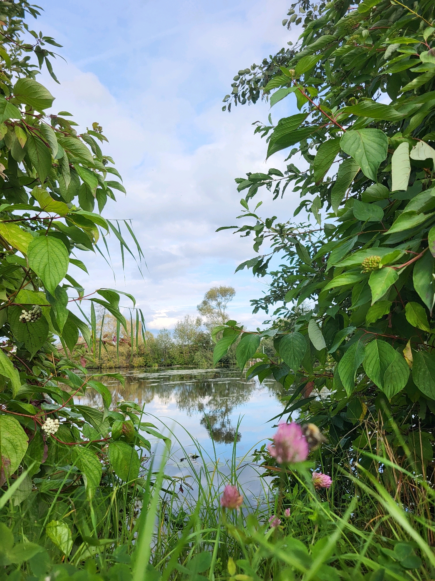 The image depicts a tranquil waterside scene, framed by lush green foliage. In the foreground, the leaves of trees and grass create a natural border, with some white berries visible on a branch to the left. The water of a river or lake stretches across the middle ground, reflecting the sky and the trees on the opposite bank. A single, distant tree stands prominently on the far side, its reflection captured clearly in the calm water. The sky above is partly cloudy, with patches of blue visible between the white clouds. A bumblebee is visible in flight near some pink clover flowers in the lower right corner of the image. The overall impression is one of a peaceful, natural environment, potentially a park or a quiet spot along a waterway in the city of Kalnciems, Latvia.
