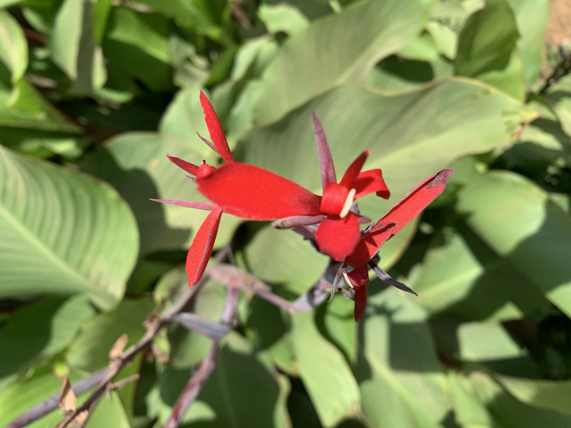The image presents a close-up view of a vibrant red flower, likely a Canna lily, positioned prominently in the center. The flower displays multiple elongated, somewhat spiky petals in a striking crimson hue. Darker, possibly purplish or brownish, tips are visible on some of the petals and stems, adding subtle contrast. A small, light-colored (white or cream) internal structure is also discernible within one of the blossoms.
The background is composed entirely of large, lush green leaves, which are out of focus, creating a soft, blurred effect that emphasizes the sharp details of the red flower. These leaves appear healthy and well-hydrated, suggesting a thriving botanical environment.
The scene is brightly lit by natural sunlight, indicating a clear, sunny daytime. The strong illumination creates highlights on the flower's petals and the surrounding foliage. There is no discernible activity or event taking place, as the image is a static portrait of the plant. No text is visible in the media file. The lush plant life and bright sunlight are consistent with the climate found in regions like Rafin Par, Nigeria.